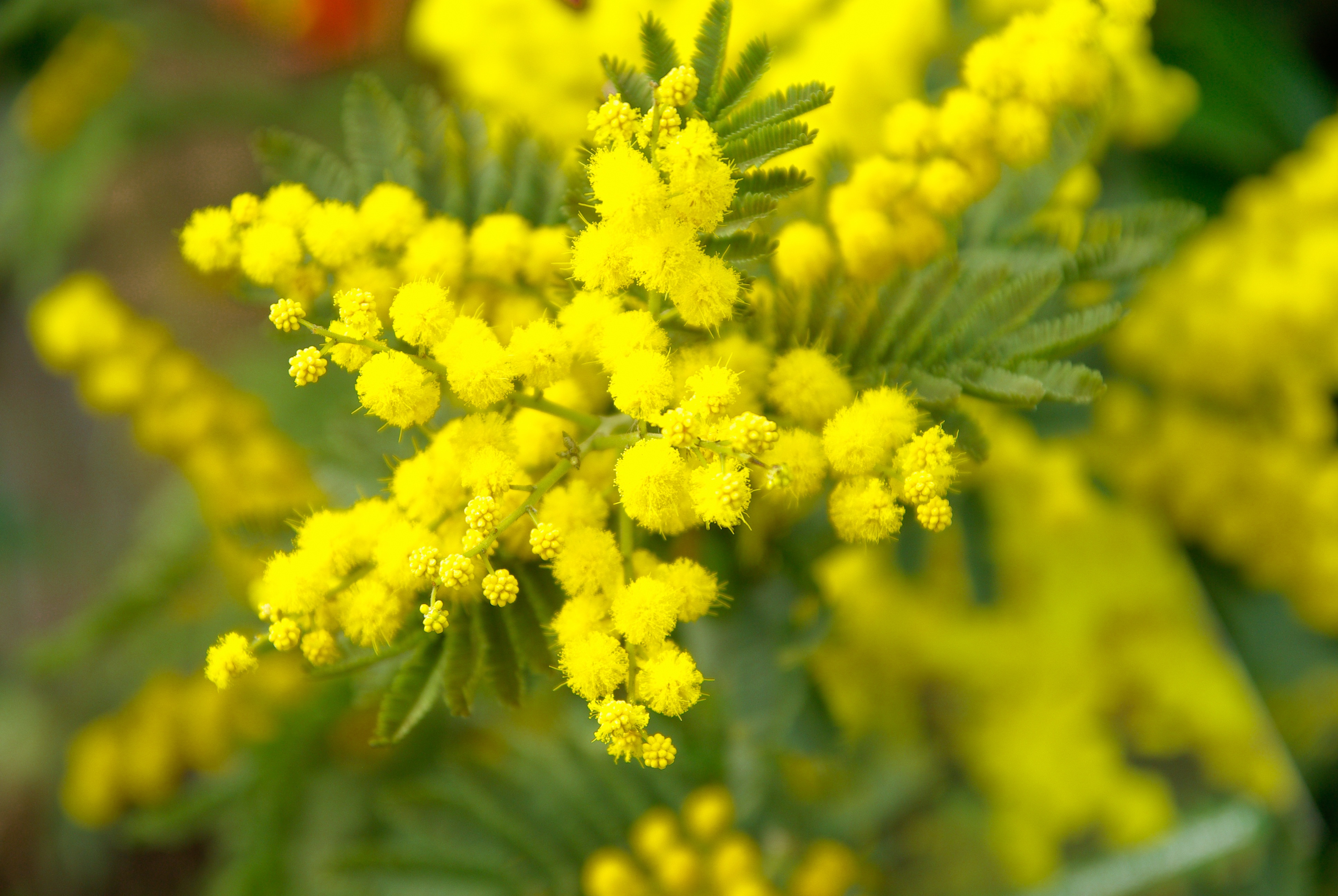 plant, yellow flower, day, flower head, 4K, freshness, flower, selective, focus, close-up, petal, no people, yellow, photography, nature, mimosa, selective focus, HD Wallpaper