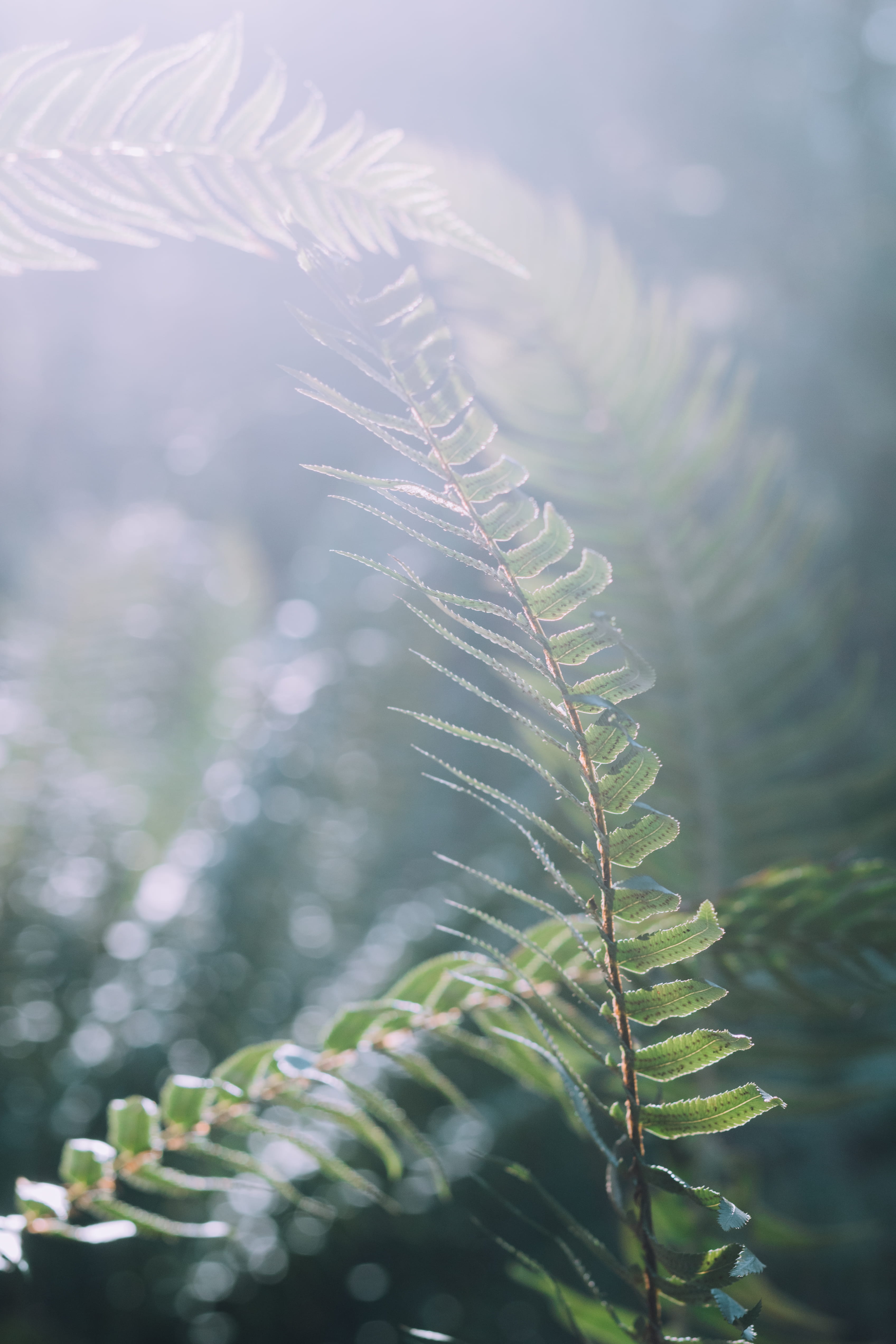 selective focus, 4K, vulnerability, droplet, outdoors, green, light, plants, tree, oregon, flare, forest, sunlight, dream, no people, plant, leaves, plant part, Phone HD Wallpaper
