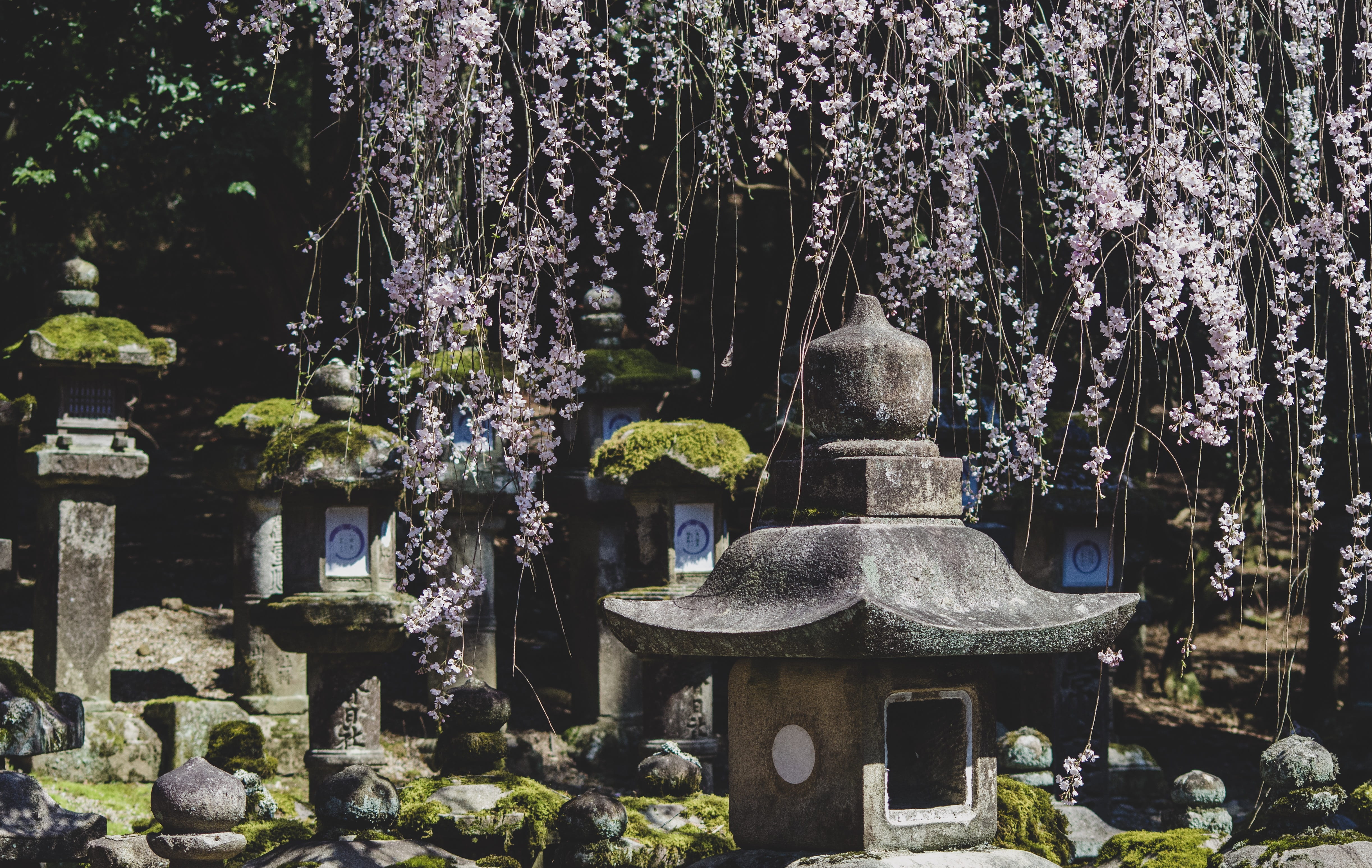gray, tree, flagstone, flower, architecture, cherry blossom, outdoors, blossom, decors, 4K, day, petal, shrine, grass, slate, arbour, vine, religion, worship, HD Wallpaper