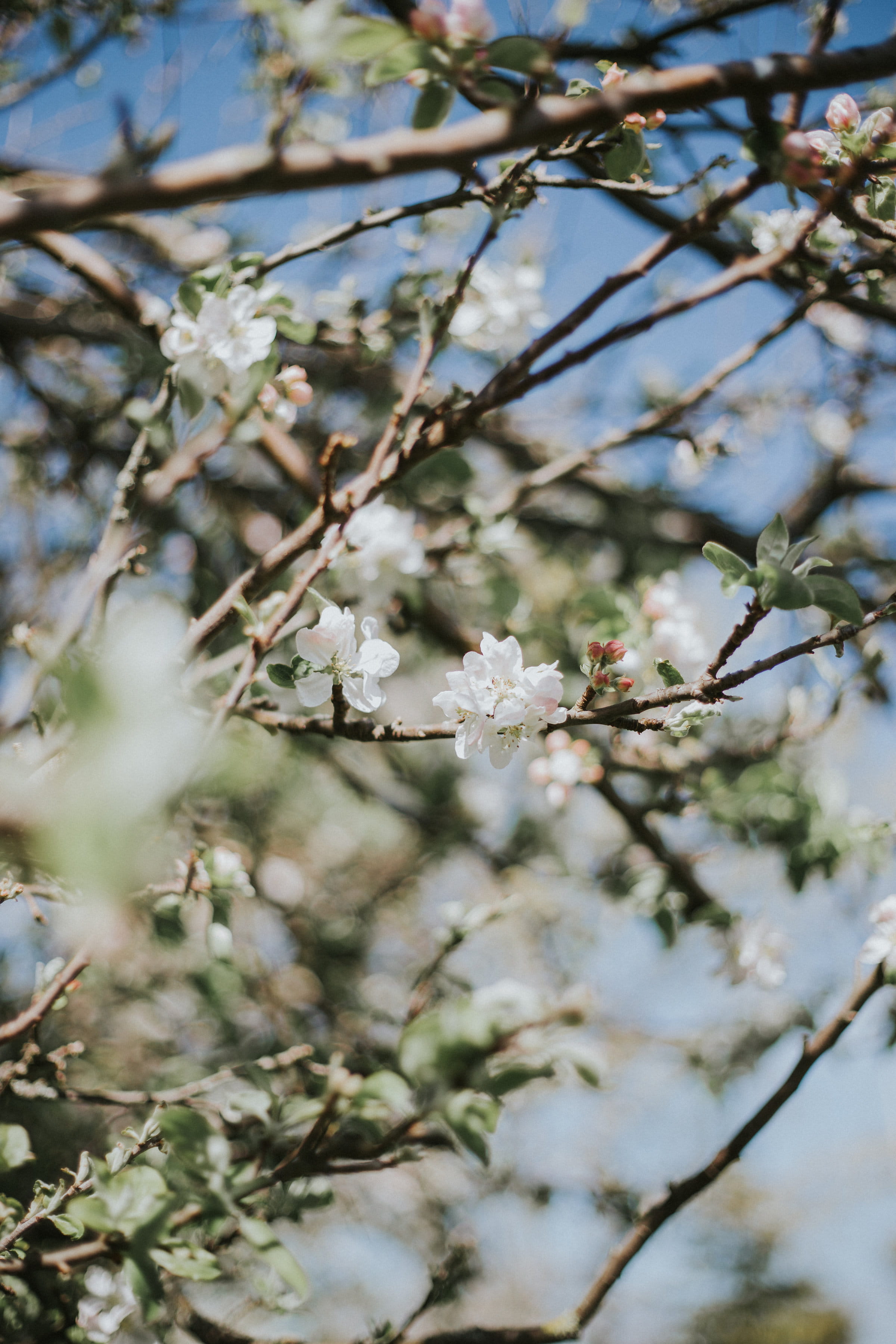 freshness, lowers, depth, 2K, fragility, white color, springtime, sprout, orchid, shallow, plant, flower head, tree, field, produce, vulnerability, day, Phone HD Wallpaper