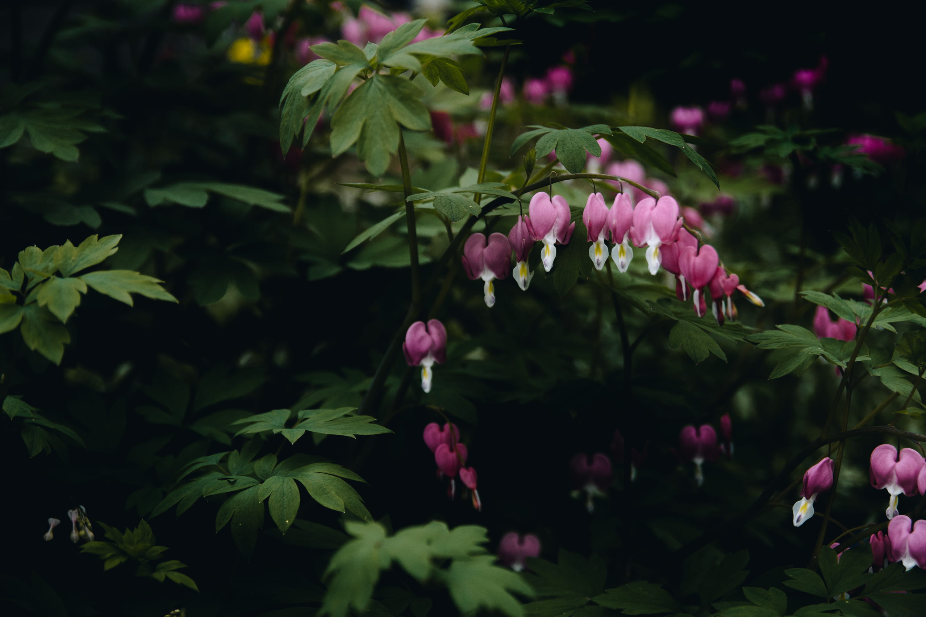 bokeh, fragility, close-up, green, bush, purple, pink, pink color, brookline, focus on foreground, plant, lily, day, leaf, vegetation, 2K, growth, flowering plant, HD Wallpaper