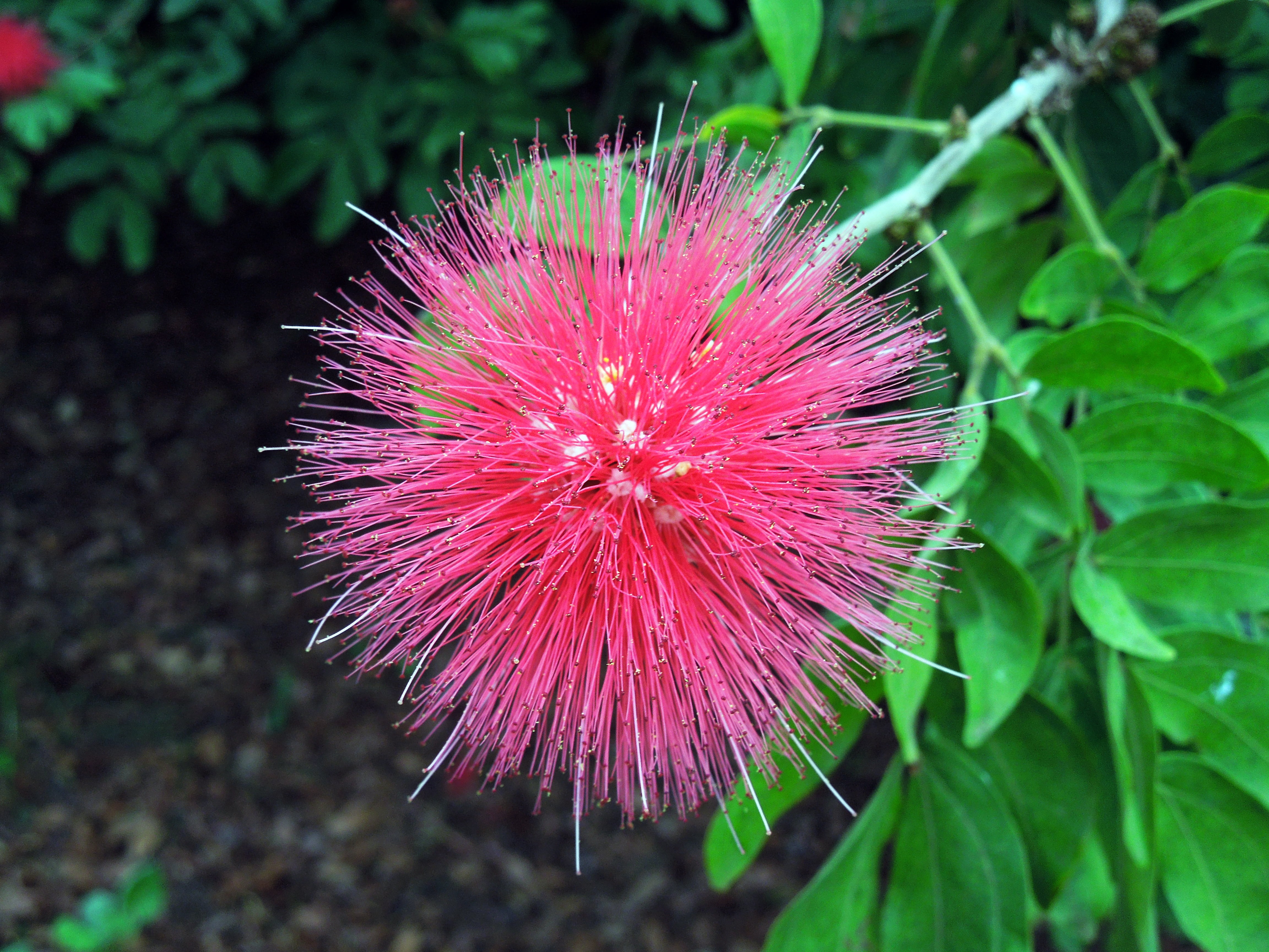 canary islands, focus on foreground, b, 4K, blossom, purple, exotic, calliandra haematocephala, fragility, softness, nature, plant, growth, day, vulnerability, HD Wallpaper