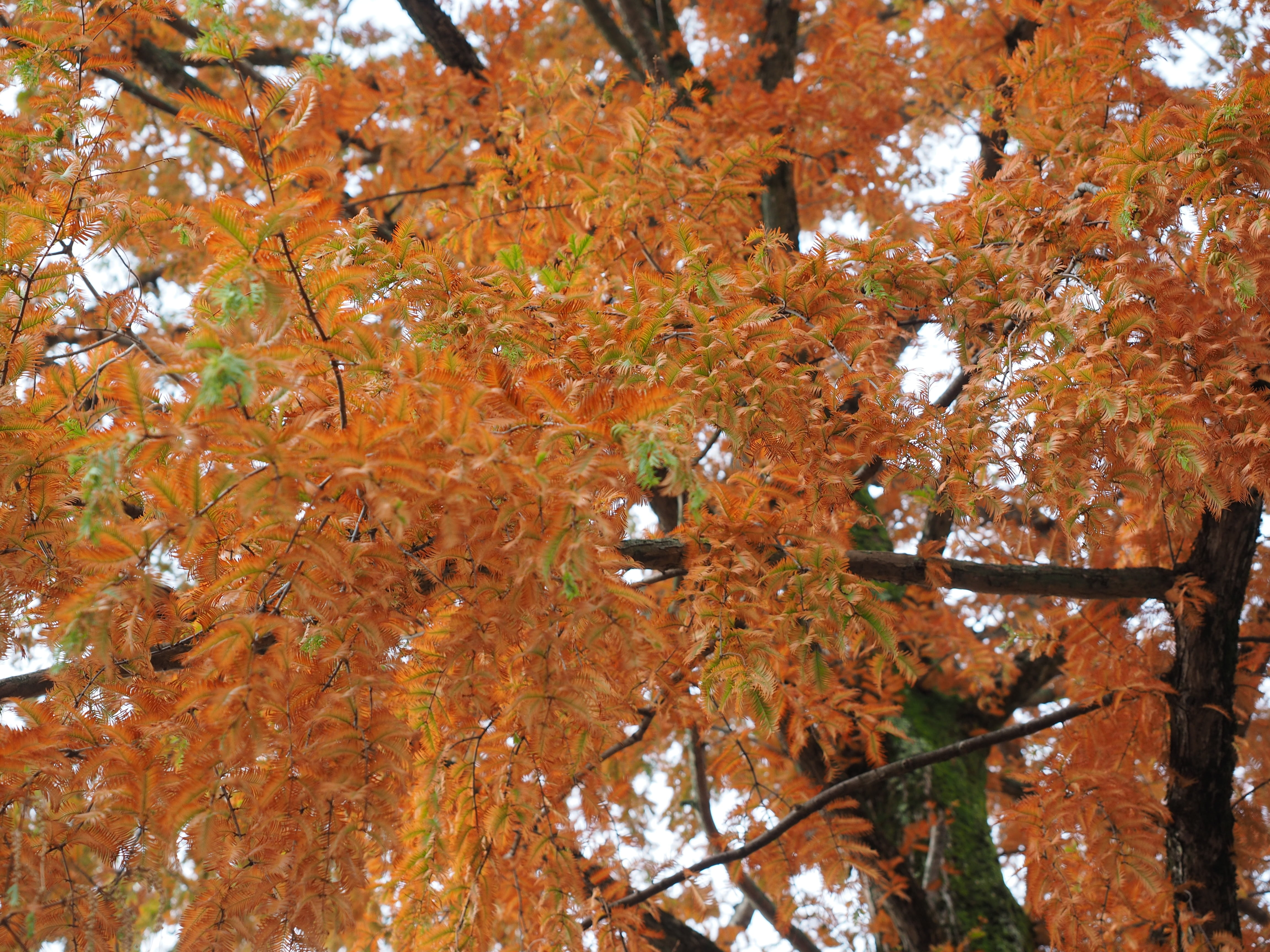 mimosa, growth, plant, legume, vertebrate, autumn collection, beauty in nature, legume in the fabaceae, branch, plant part, nature, orange color, water, HD Wallpaper