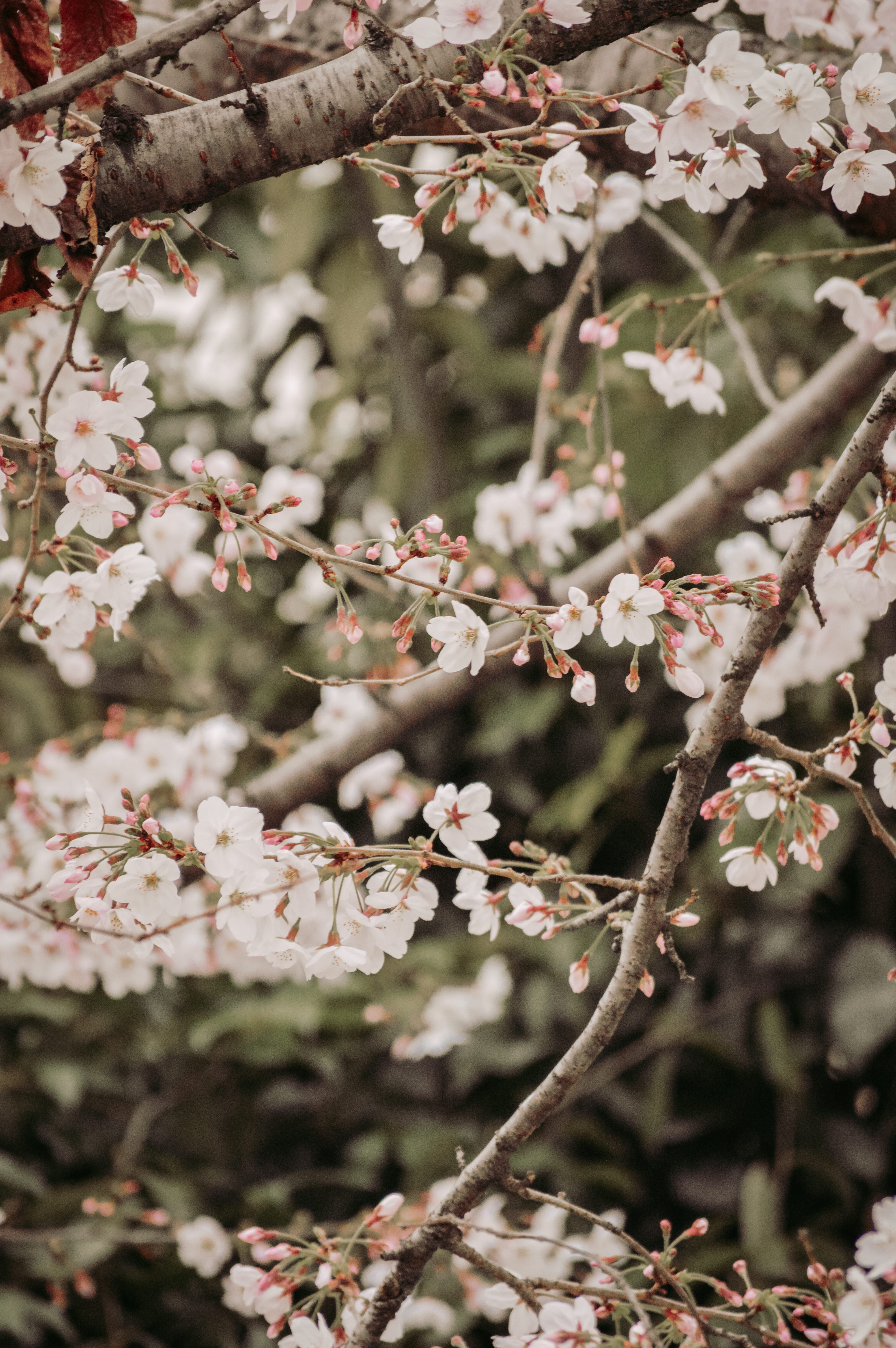 musical instrument, day, bird, glasses, nature, beauty in nature, branch, mimosa, accessories, musician, pollen, fragility, white, flowers, accessory, cherry tree, Phone HD Wallpaper