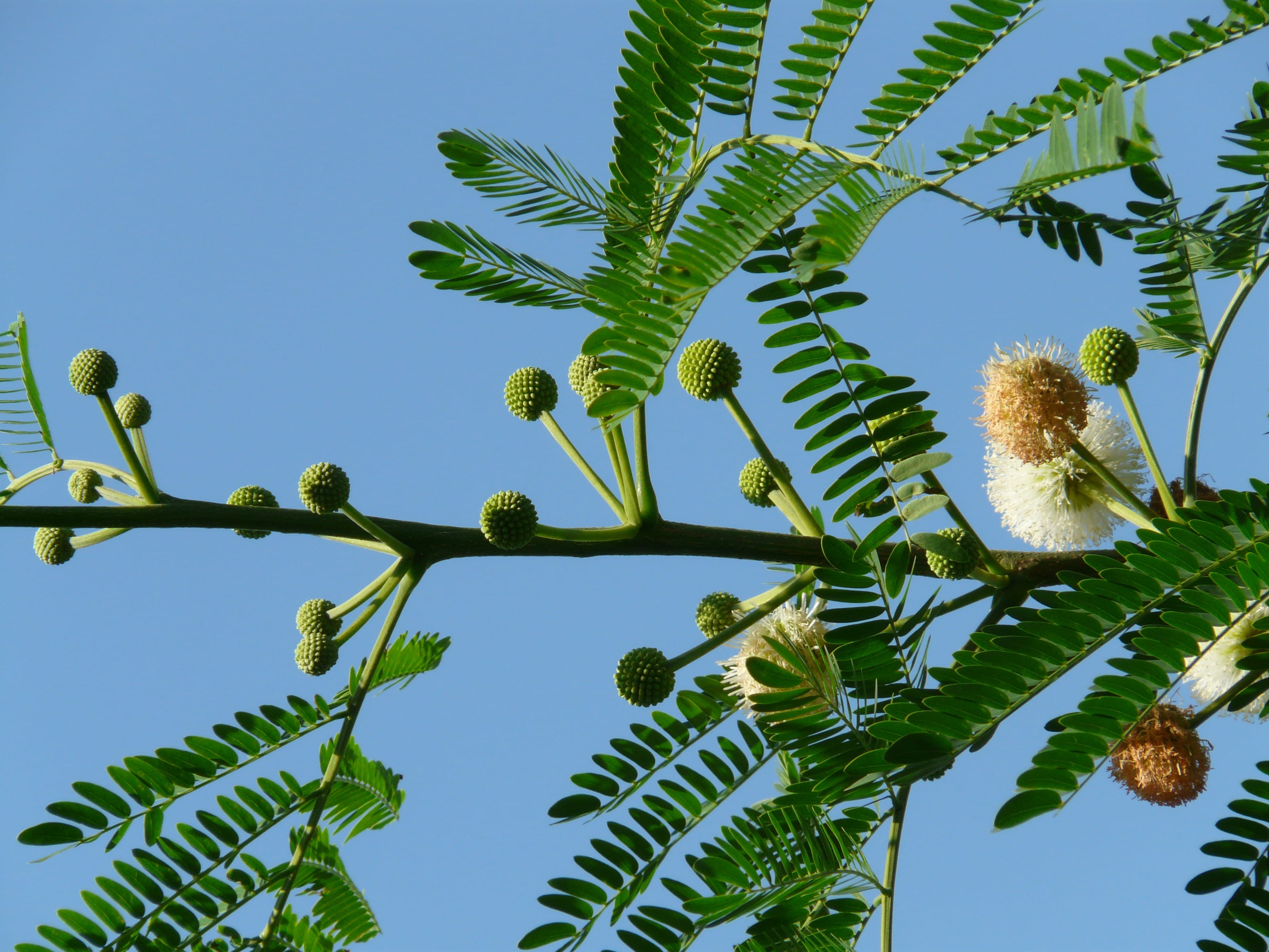 clear sky, food and drink, legume in the fabaceae, 2K, fragrant, hedge plant, mimosa plant, bloom, leaf, acacia karroo, velvety, blue, ball, beauty in nature, HD Wallpaper