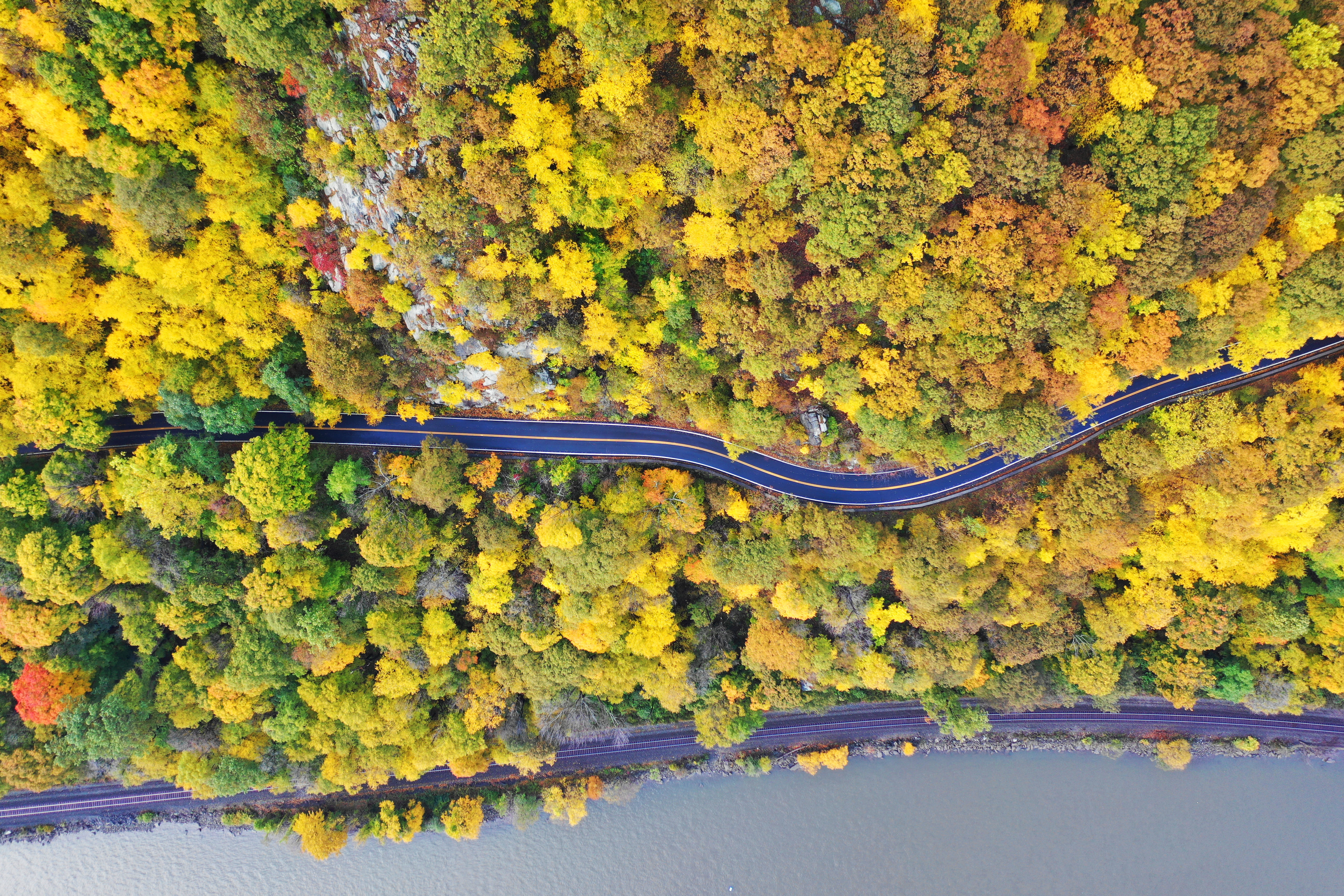 aerial, conifer, vegetation, leaf, scenics - nature, flora, cornwall-on-hudson, plant part, mimosa, autumn, bush, yellow, natural condition, tranquility, HD Wallpaper