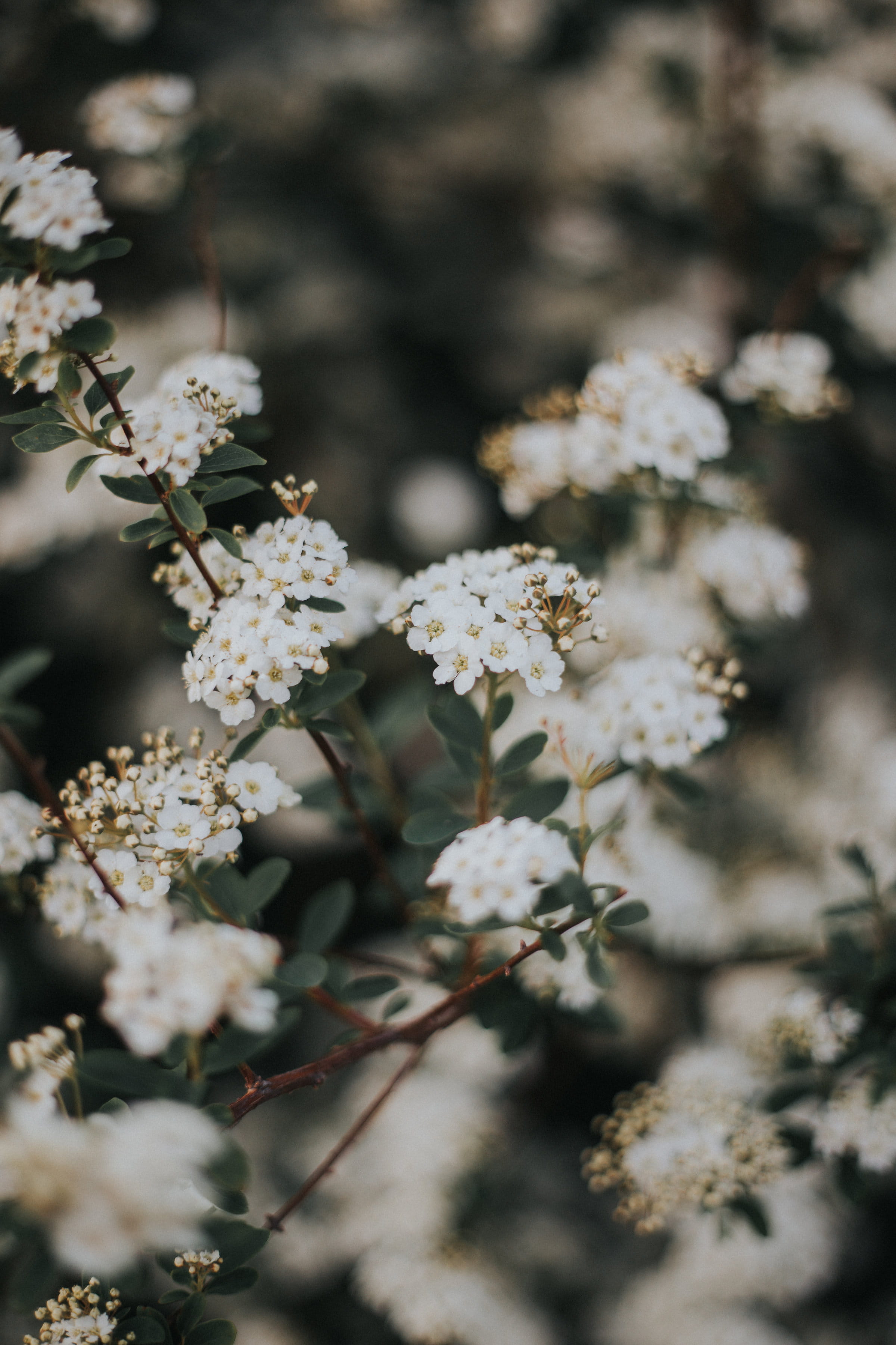 pollen, vulnerability, cherry blossom, outdoors, growth, spring, flower, bud, flowers, wasp, white, blossom, nature, 2K, invertebrate, white color, day, Phone HD Wallpaper
