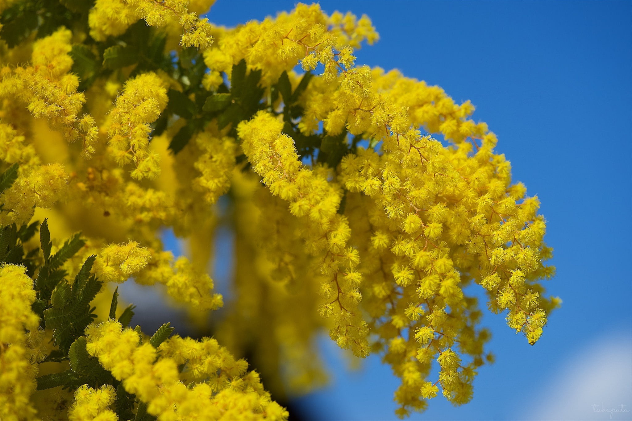 1080P, bunch, Mimosa, yellow, HD Wallpaper