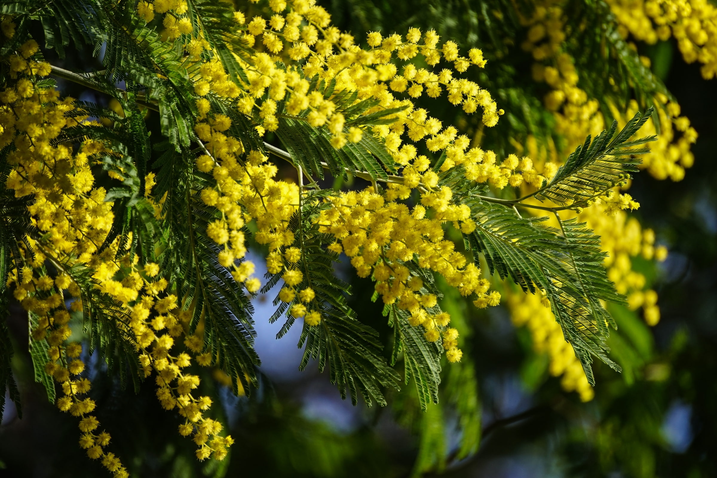 tree, no People, spring, agriculture, fragility, Mimosa, flower, organic, flowering plant, vulnerability, summer, rural Scene, growth, outdoors, springtime, HD Wallpaper