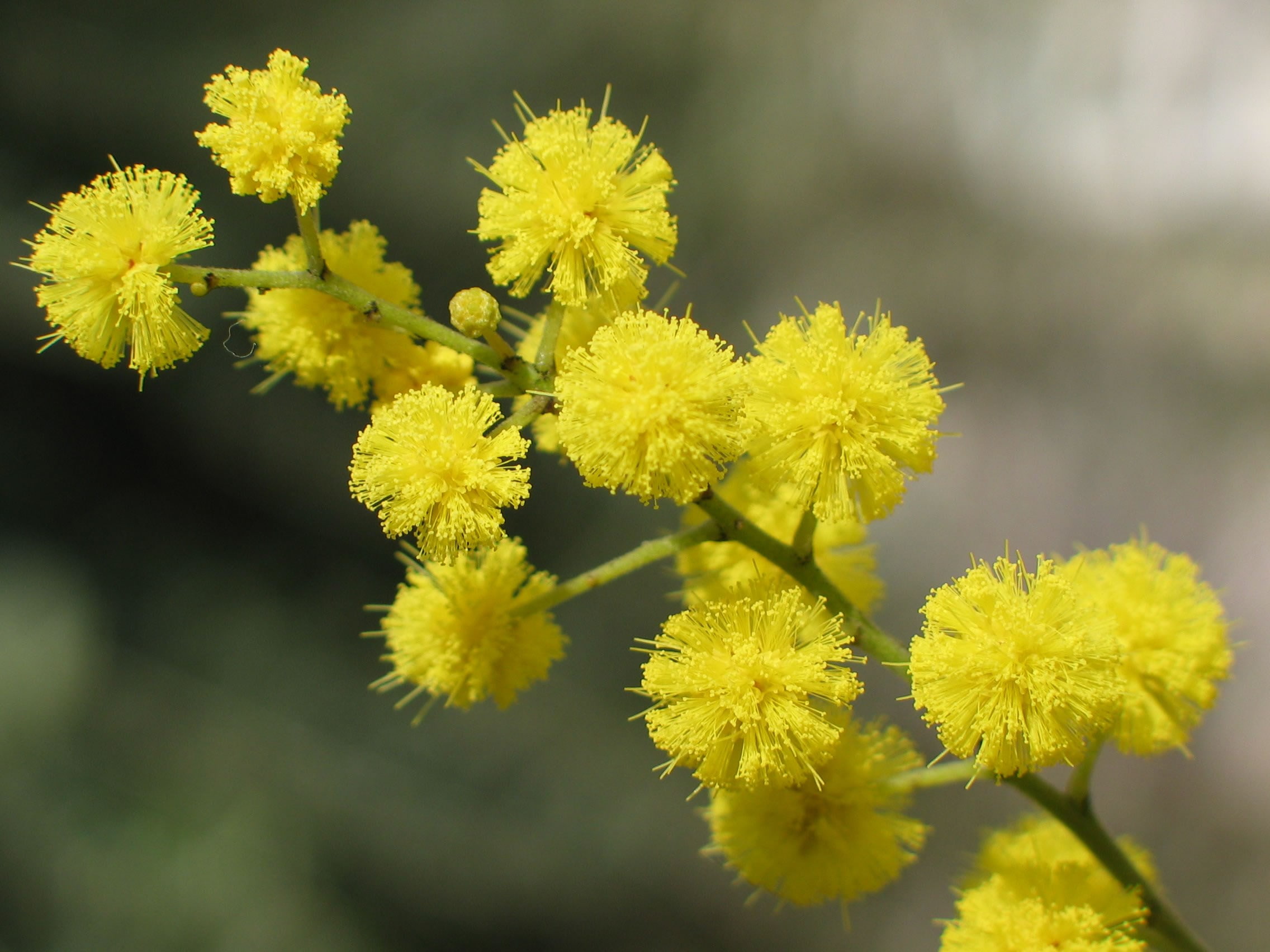 1080P, mimosa, HD Wallpaper