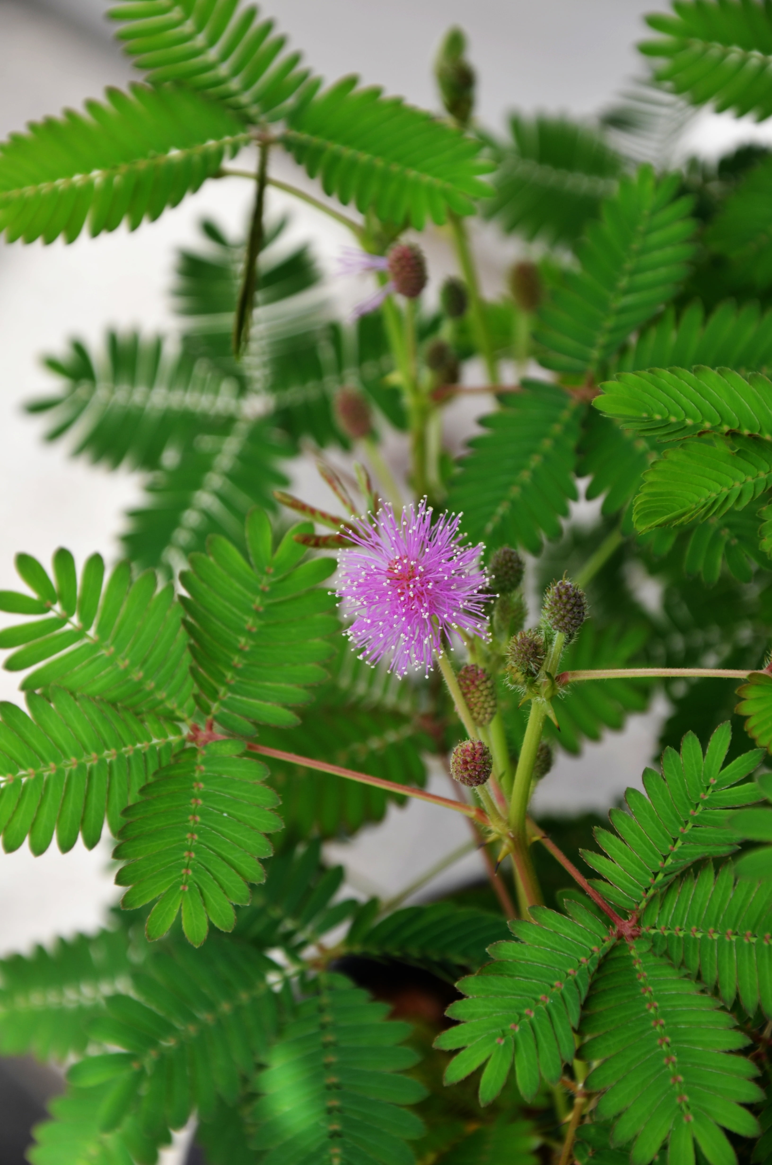 plant part, freshness, close-up, green color, leaf, inflorescence, beauty in nature, tree, pudica, flowering plant, mimosa, flower, growth, fragility, plant, Phone HD Wallpaper