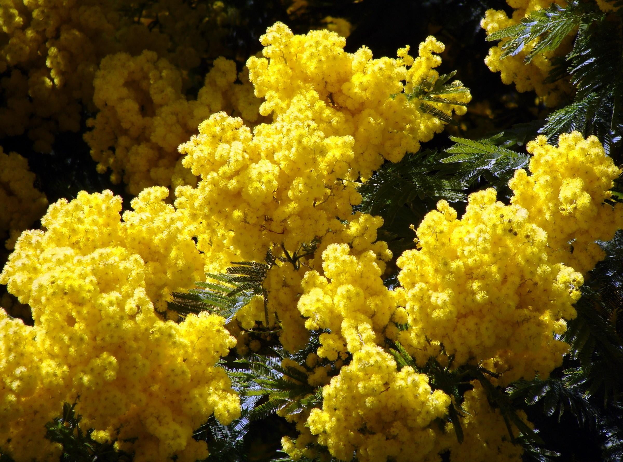 flowers, no People, day, macro, flower, 1080P, mimosa, underwater, vulnerability, close-up, petal, fluffy, fragility, nature, multi Colored, growth, flower head, HD Wallpaper