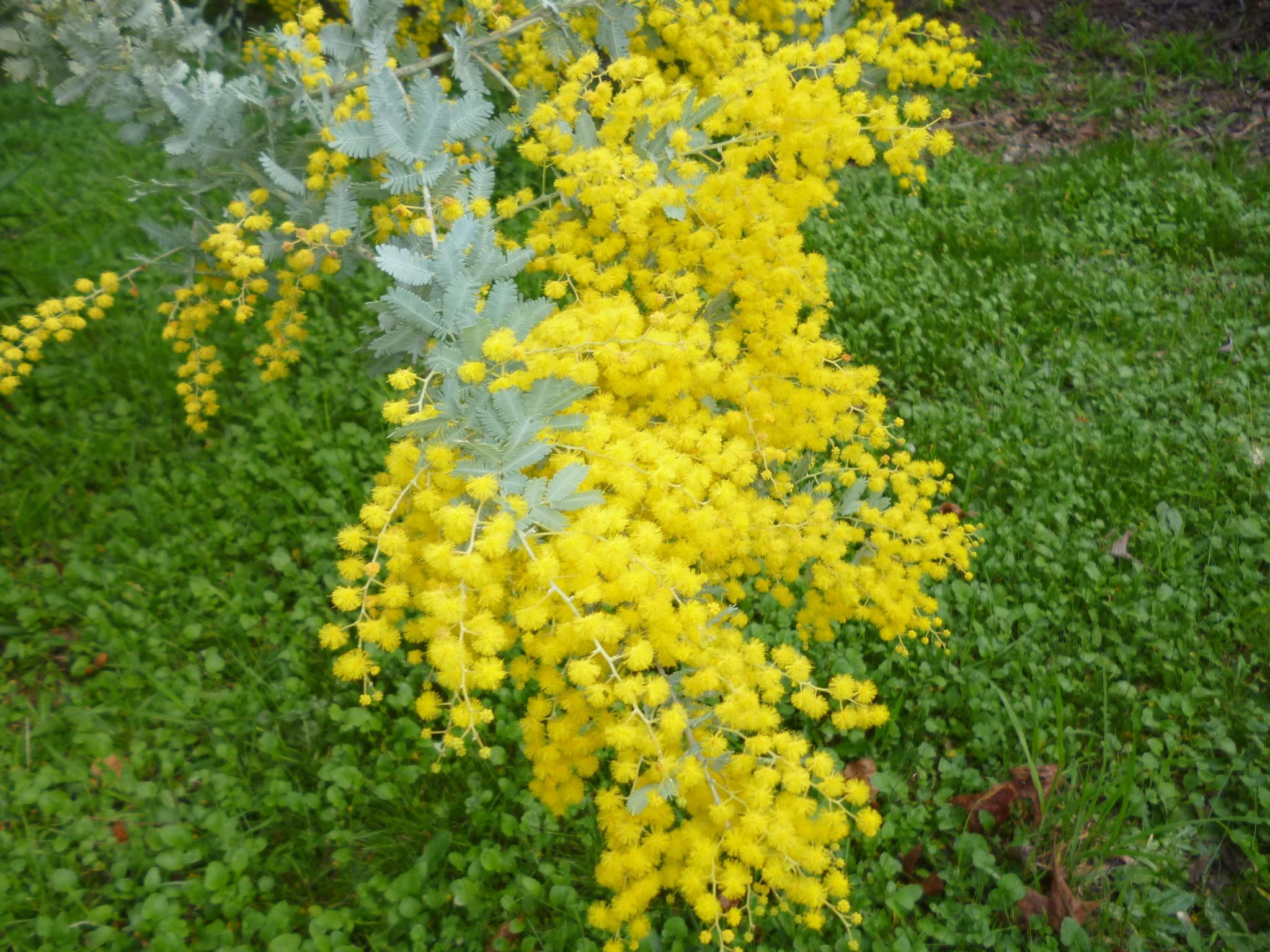 yellow, nature and landscapes, mimosa, tree, flowers, 1080P, HD Wallpaper