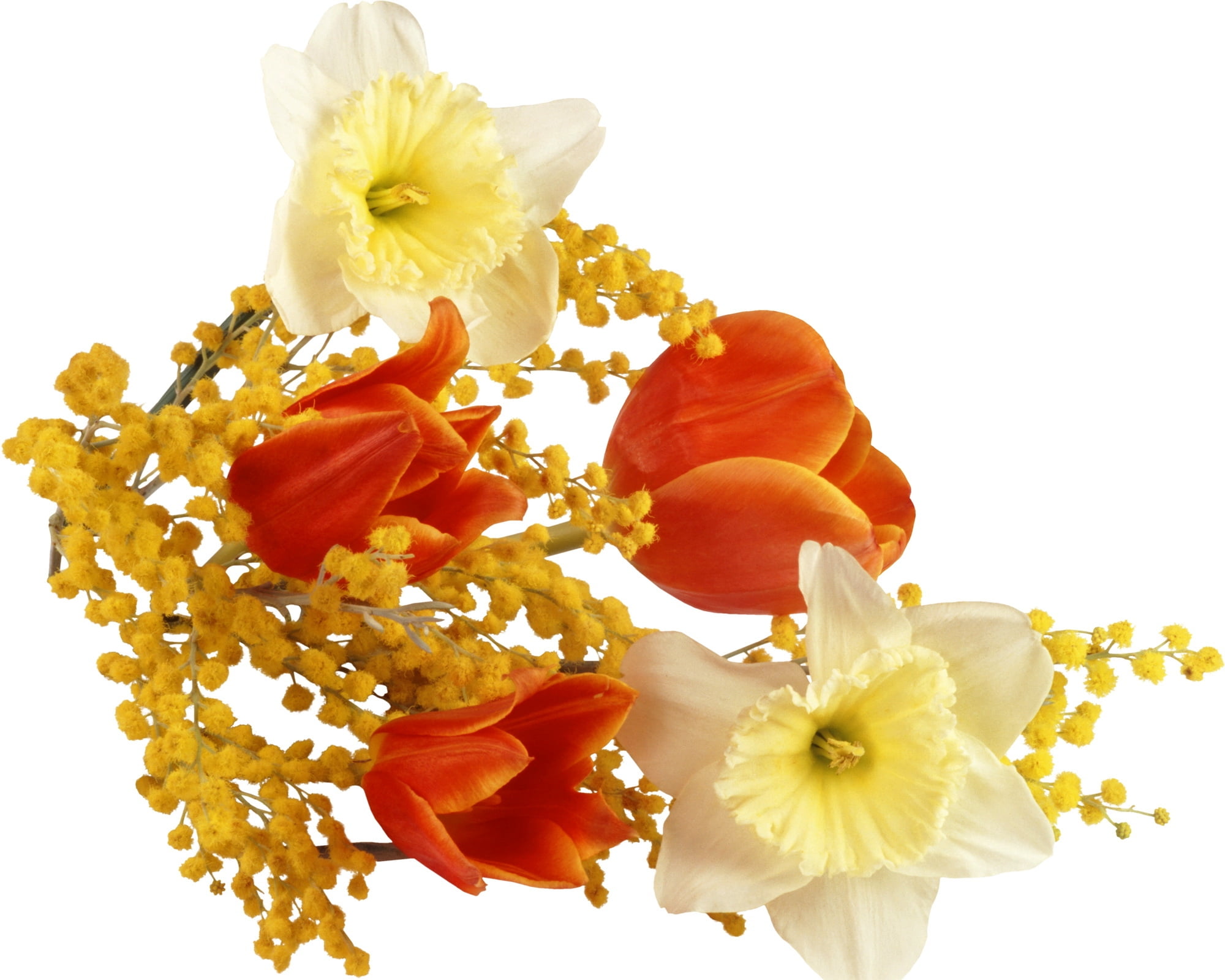 flower, indoors, freshness, fragility, cut out, white color, white Background, close-up, yellow, spring, no People, season, daffodils, springtime, blossom, HD Wallpaper