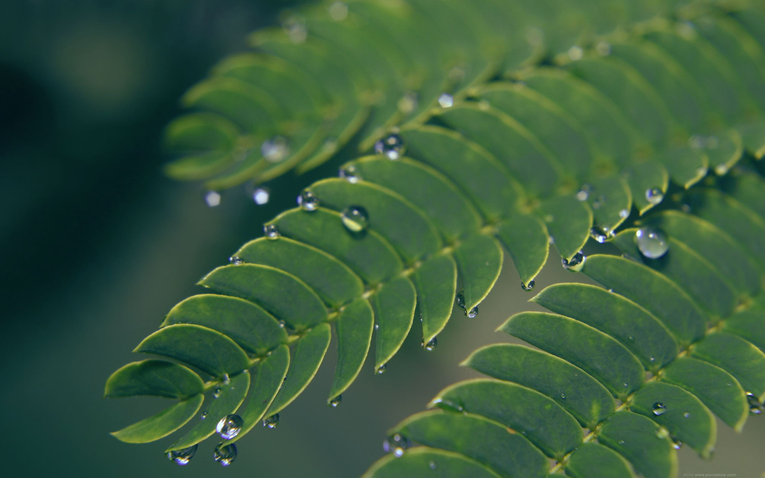growth, no people, plant part, freshness, water, rain, drop, tranquility, purity, mimosa, dew, close-up, day, nature, green color, selective focus, outdoors, HD Wallpaper
