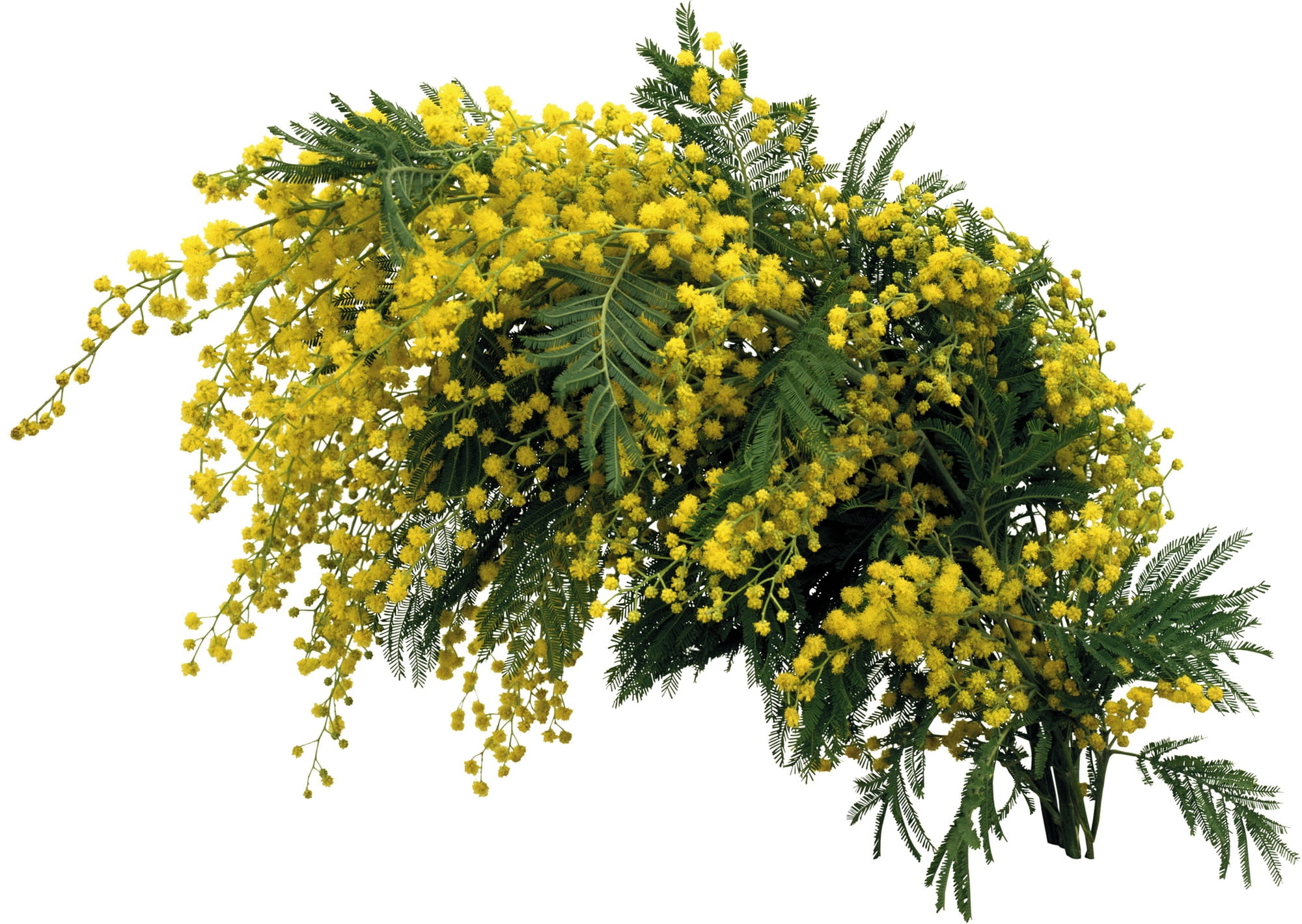 backgrounds, low angle view, isolated, green Color, botany, organic, flowers, leaf, beauty in nature, growth, white Background, studio shot, mimosa, flower, HD Wallpaper