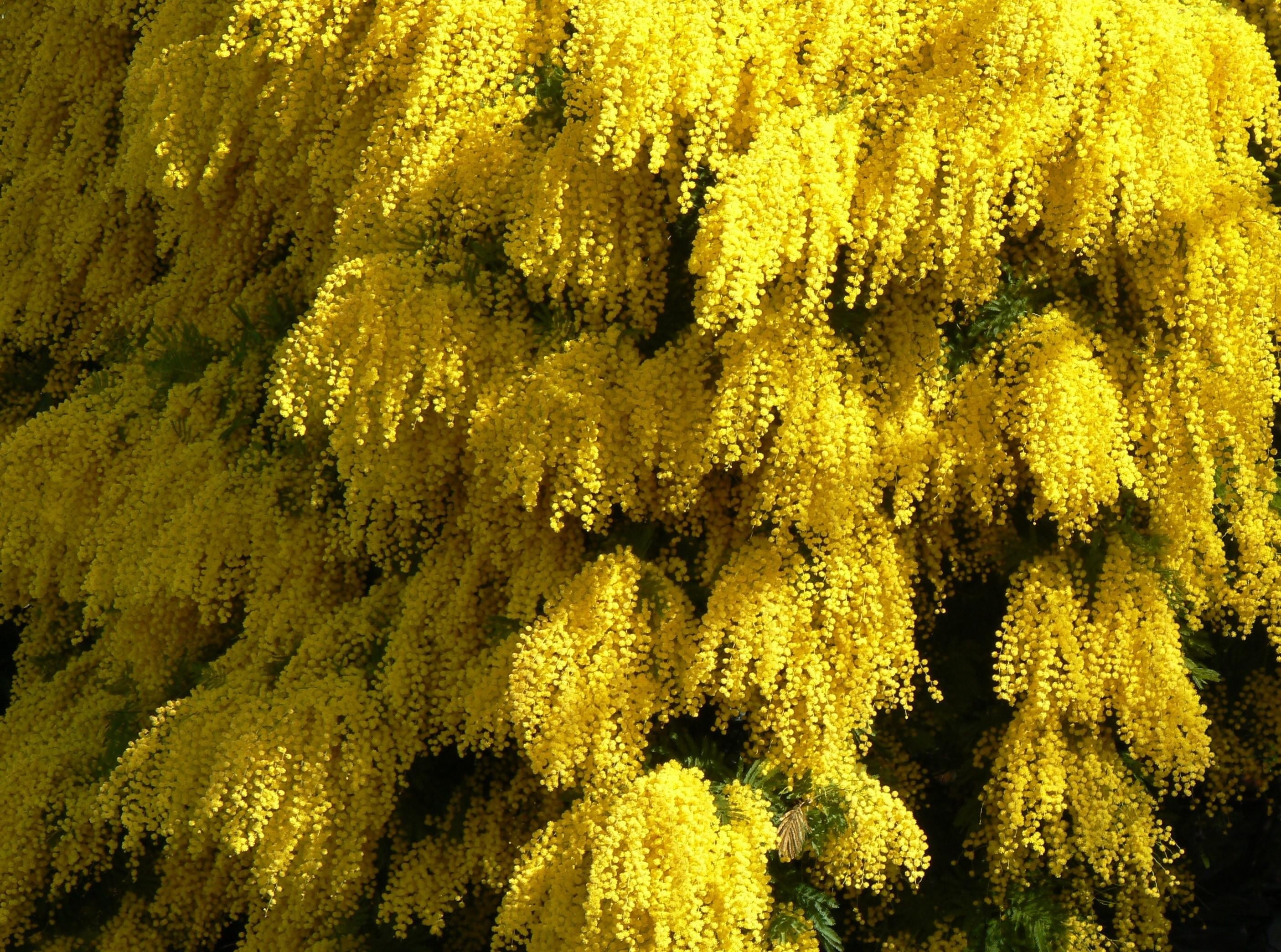 macro, fluffy, growth, outdoors, high angle view, botany, close-up, full frame, freshness, plant, day, tree, nature, 2K, flower, sunlight, pattern, season, HD Wallpaper