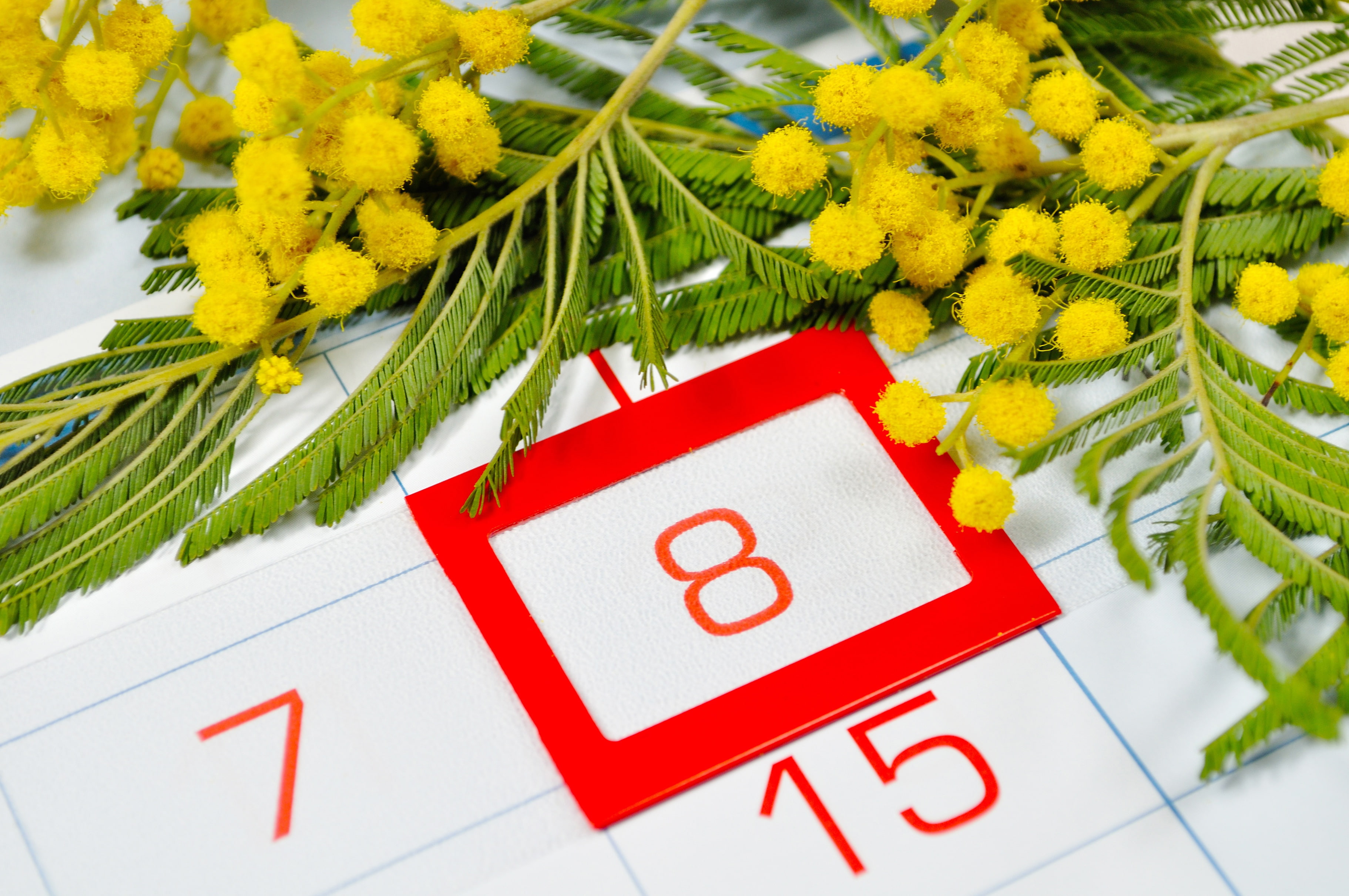 womens day, Mimosa, red, calendar, flowers, 2K, date, March 8, yellow, number, HD Wallpaper