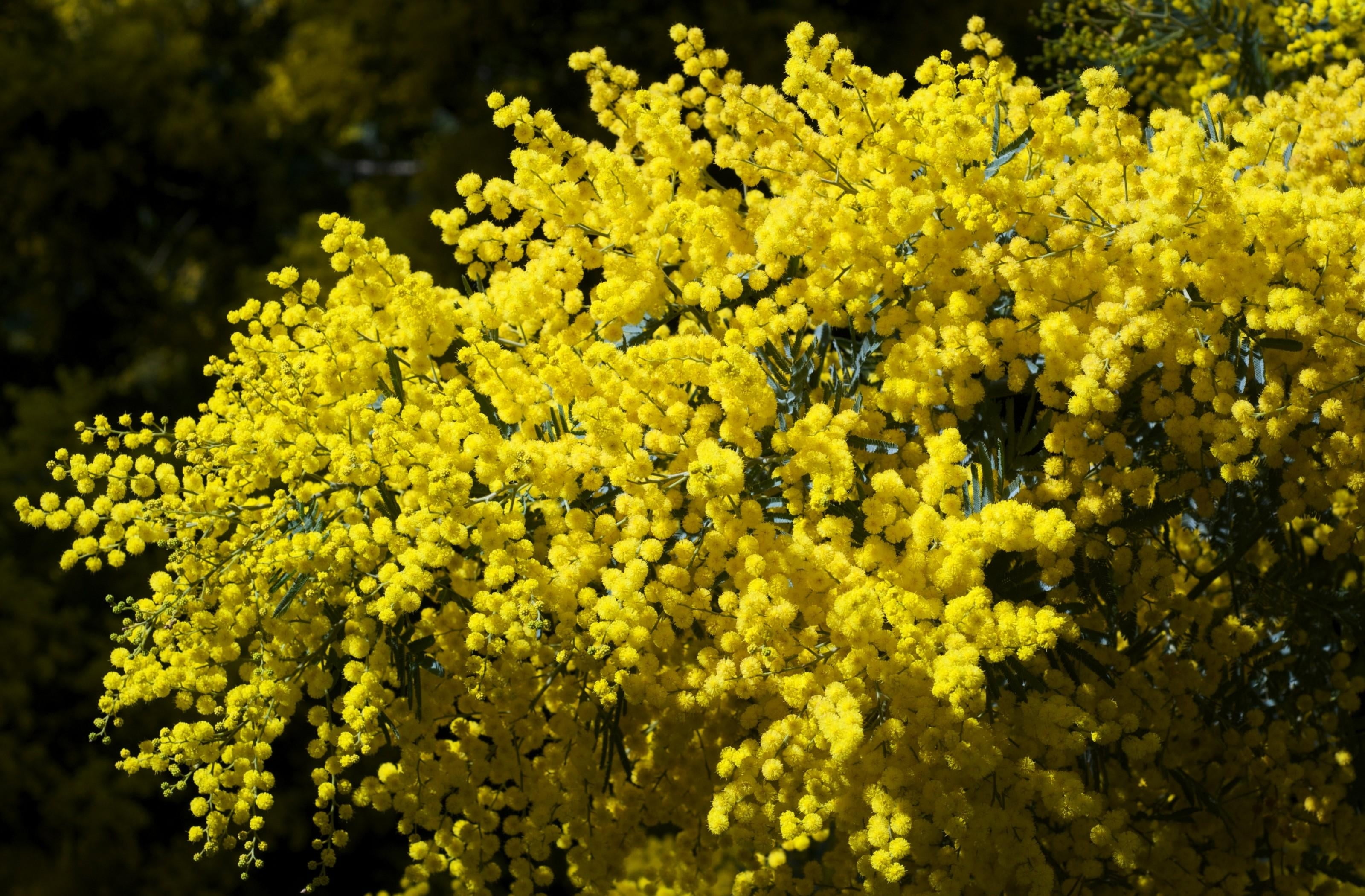 flowers, flower Head, plant, petaled, nature, bright, tree, close-up, growth, outdoors, petal, branches, freshness, spring, macro, abundance, leaf, fluffy, HD Wallpaper