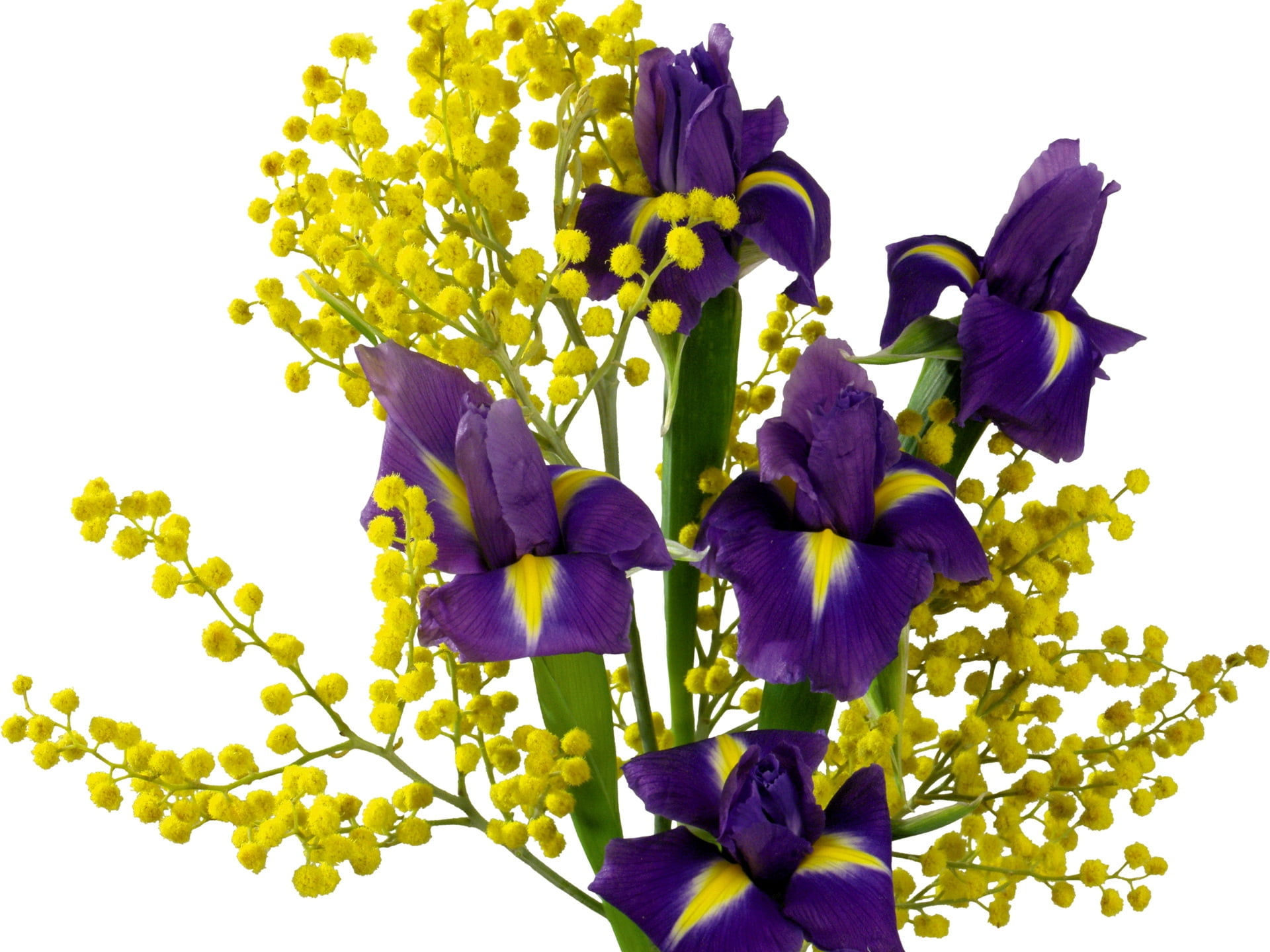 springtime, vulnerability, yellow, white background, flower, growth, iris - plant, season, freshness, close-up, multi Colored, outdoors, beauty In Nature, HD Wallpaper