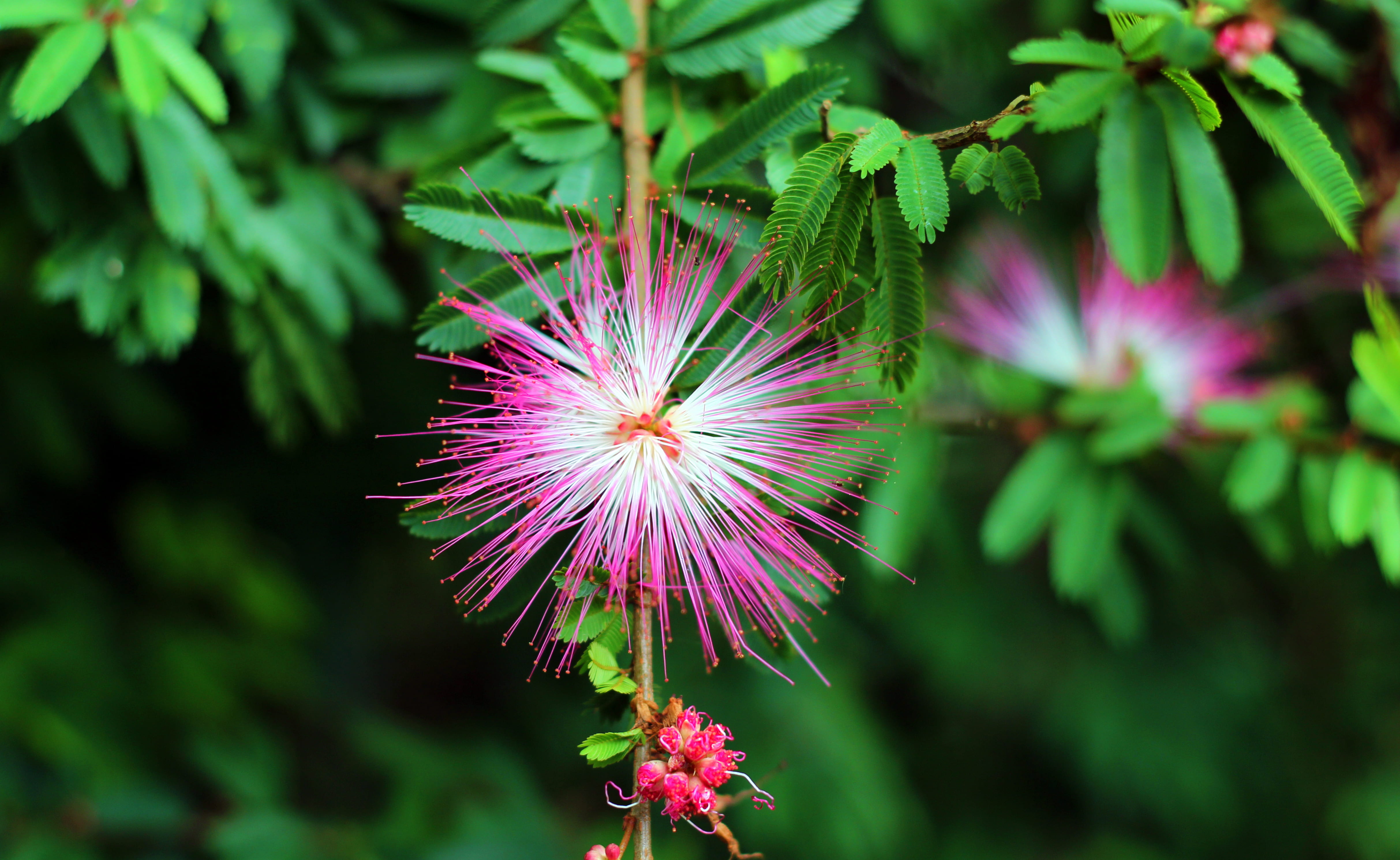 closeup, growth, pink, sri lanka, leaf, garden, focus on foreground, no people, close-up, 4K, flowering plant, green, beauty in nature, bloom, vulnerability, HD Wallpaper