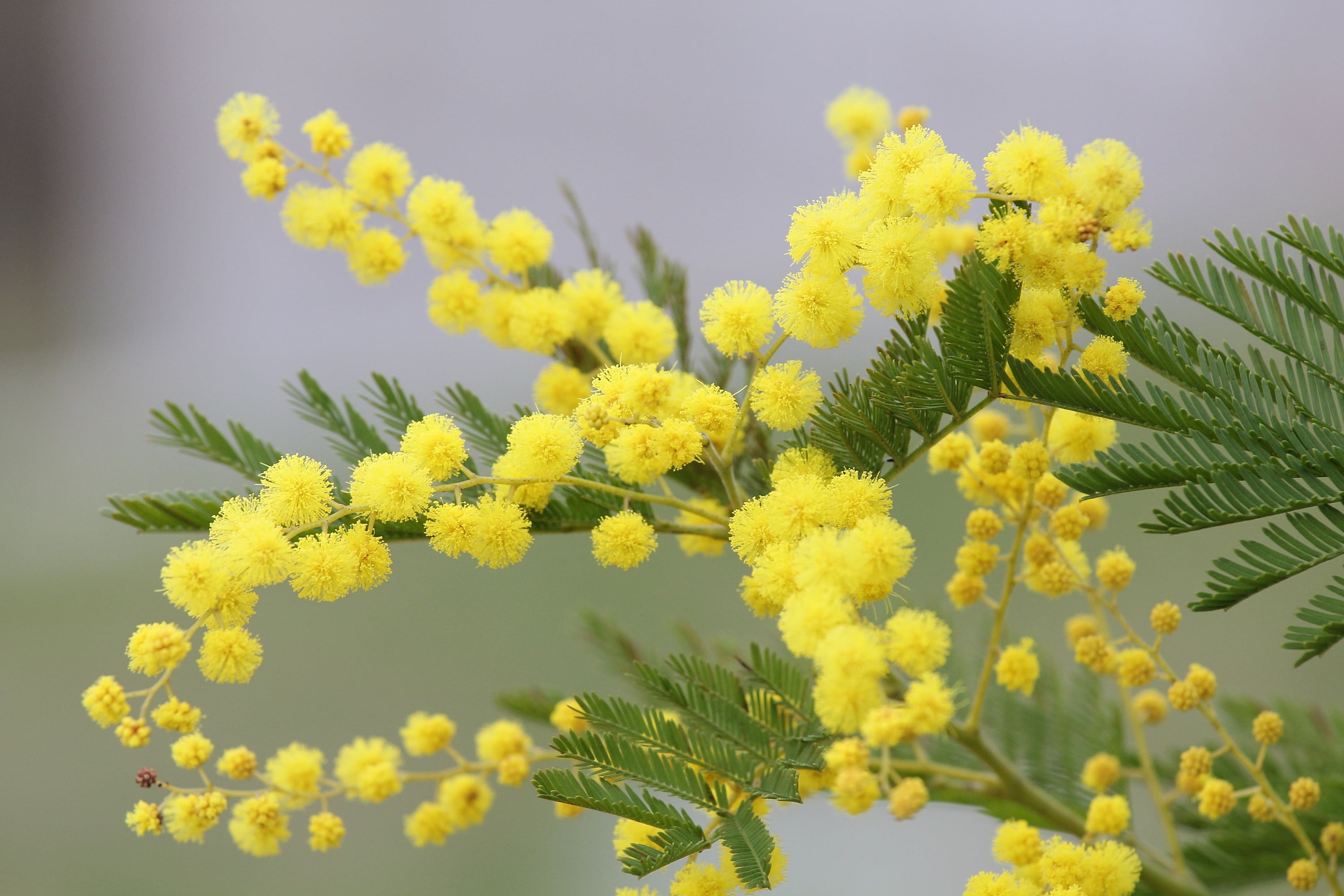 freshness, Mimosa, fragility, branch, tranquility, outdoors, bokeh, petal, beauty in nature, flowering plant, yellow, nature, 2K, inflorescence, growth, HD Wallpaper