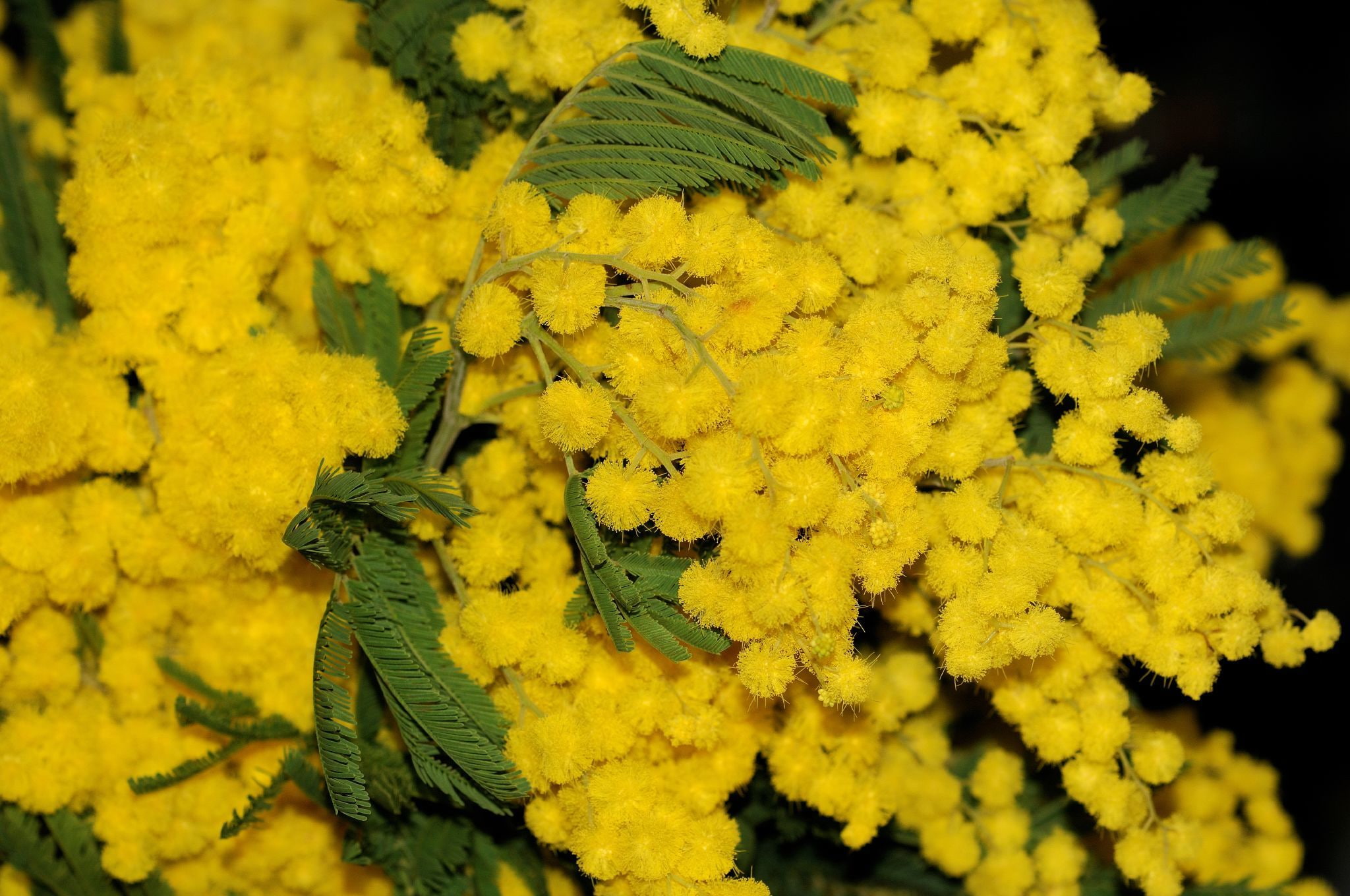 flowers, leaves, Mimosa, 1080P, HD Wallpaper