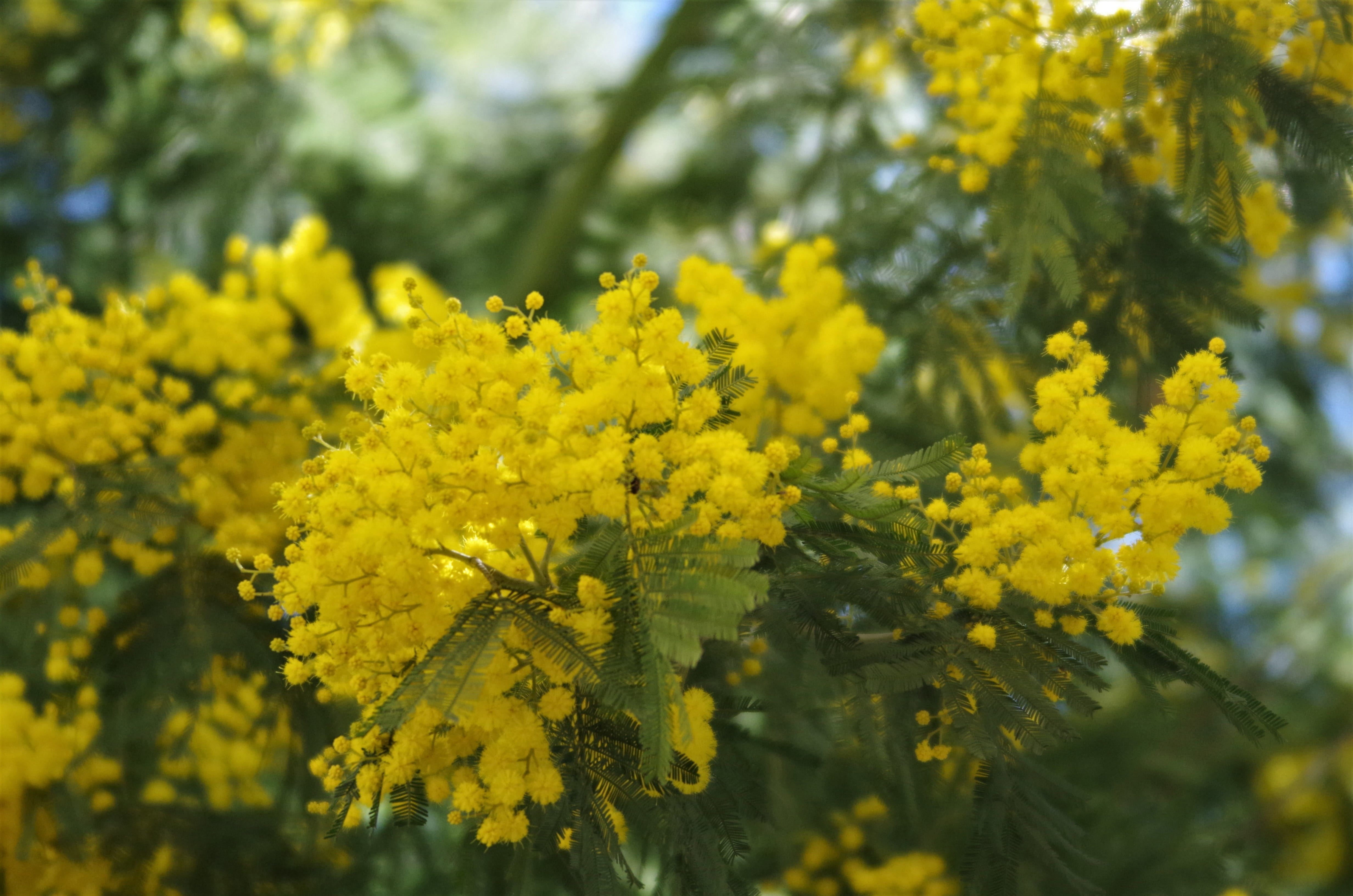flowering plant, outdoors, selective focus, yellow, freshness, 4K, plant, flower, focus on foreground, oilseed rape, no people, close-up, flower head, HD Wallpaper