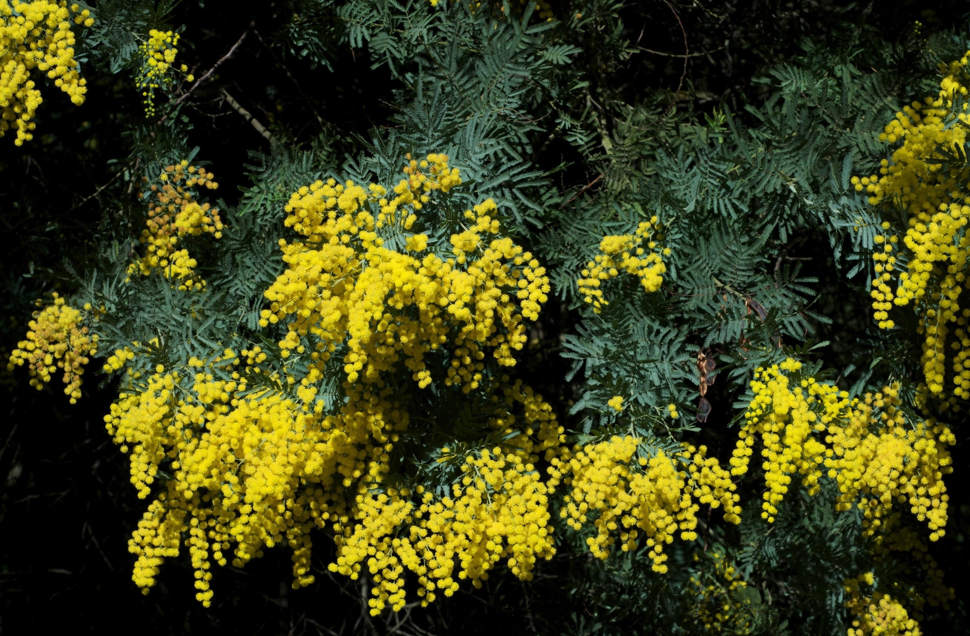 freshness, blossom, flowers, fragility, vulnerability, springtime, backgrounds, tree, flowering plant, nature, mimosa, flower, flower Head, tranquility, HD Wallpaper