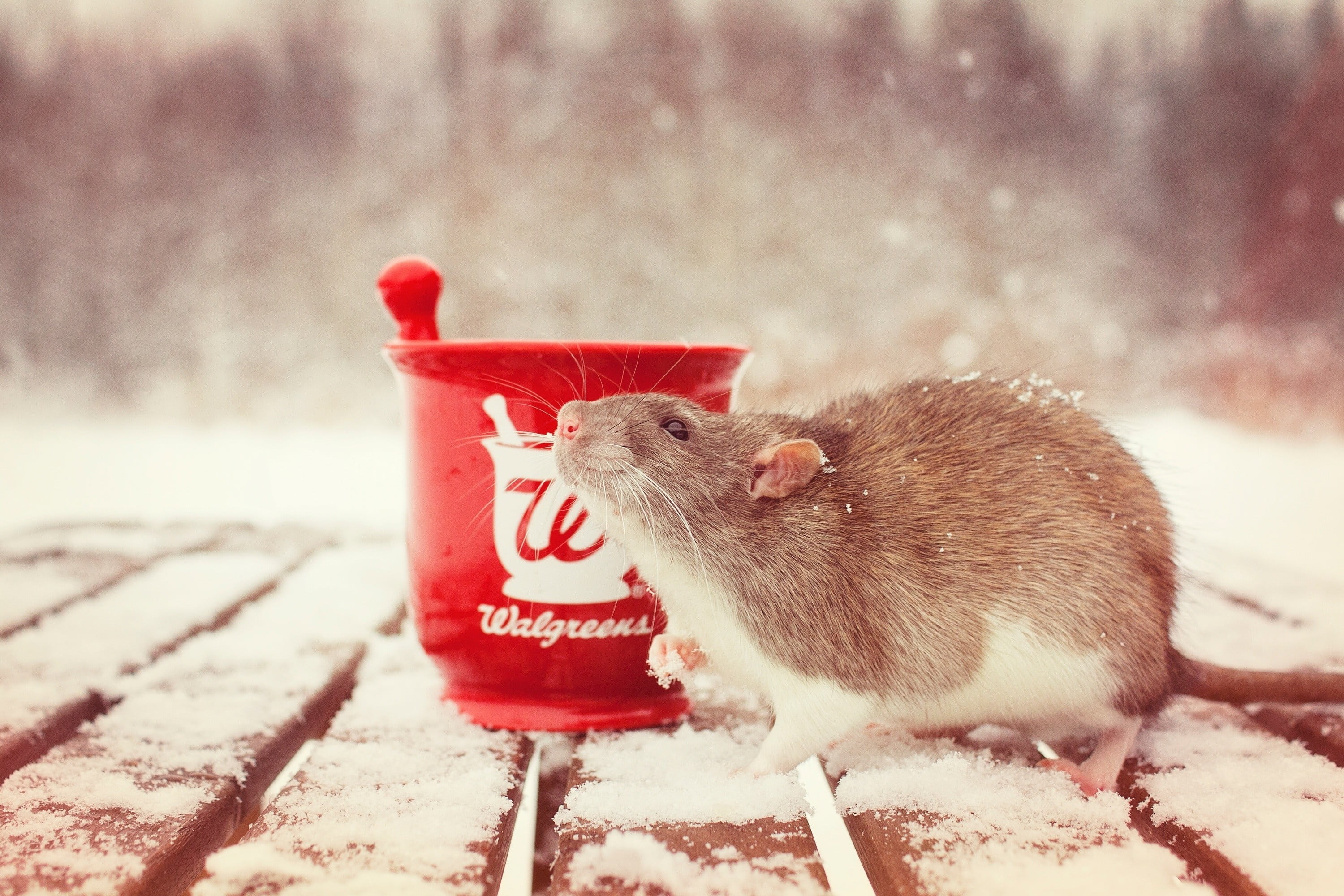 winter, season, domestic, mouse, vertebrate, pets, mortar, white, snow, rat, mouth open, mammal, domestic Animals, focus on foreground, fur, eating, 2K, HD Wallpaper