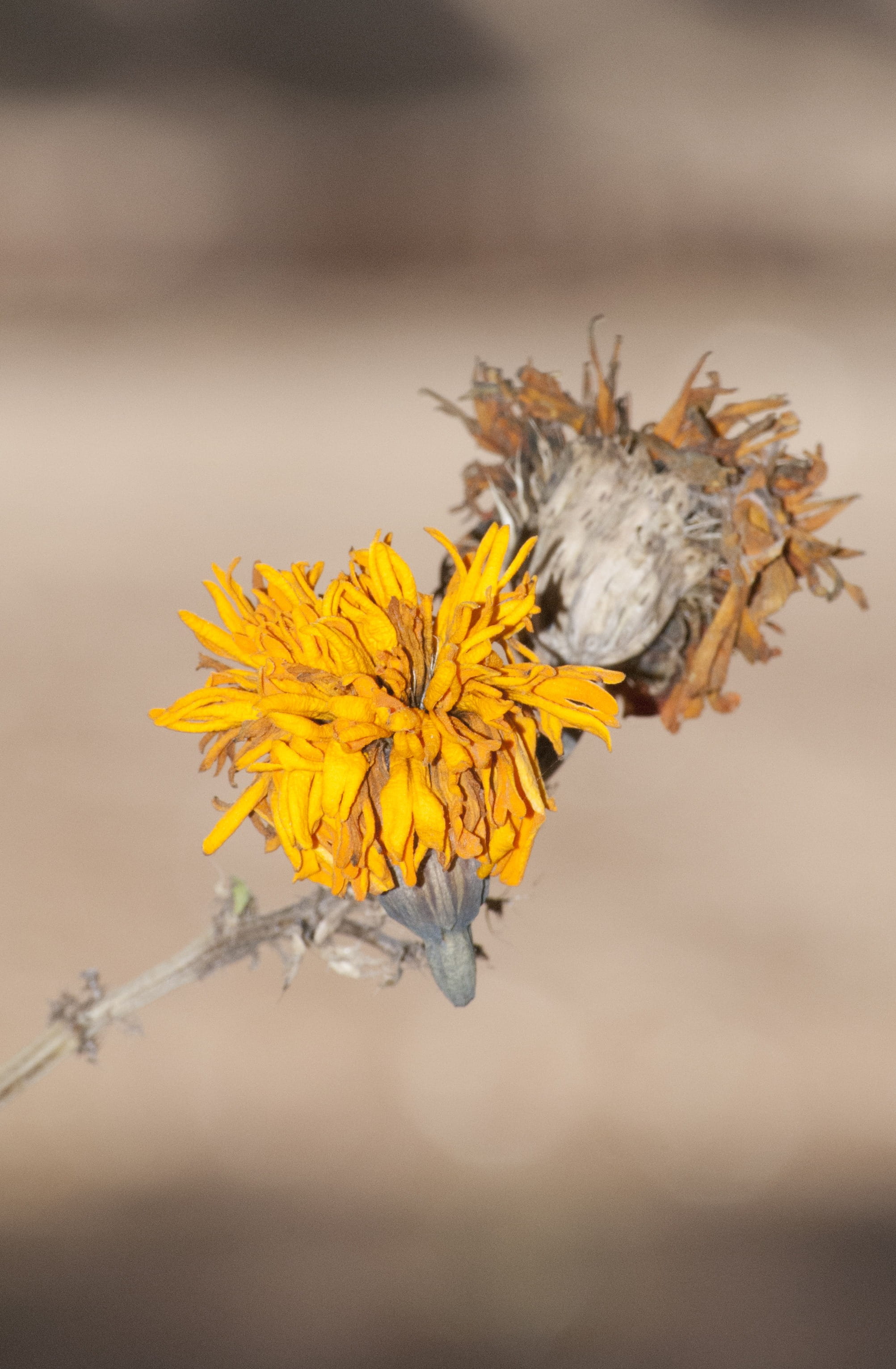 beauty in nature, animals in the wild, vulnerability, yellow, no people, animal wildlife, flowering plant, insect, fragility, invertebrate, close-up, Nature, Phone HD Wallpaper