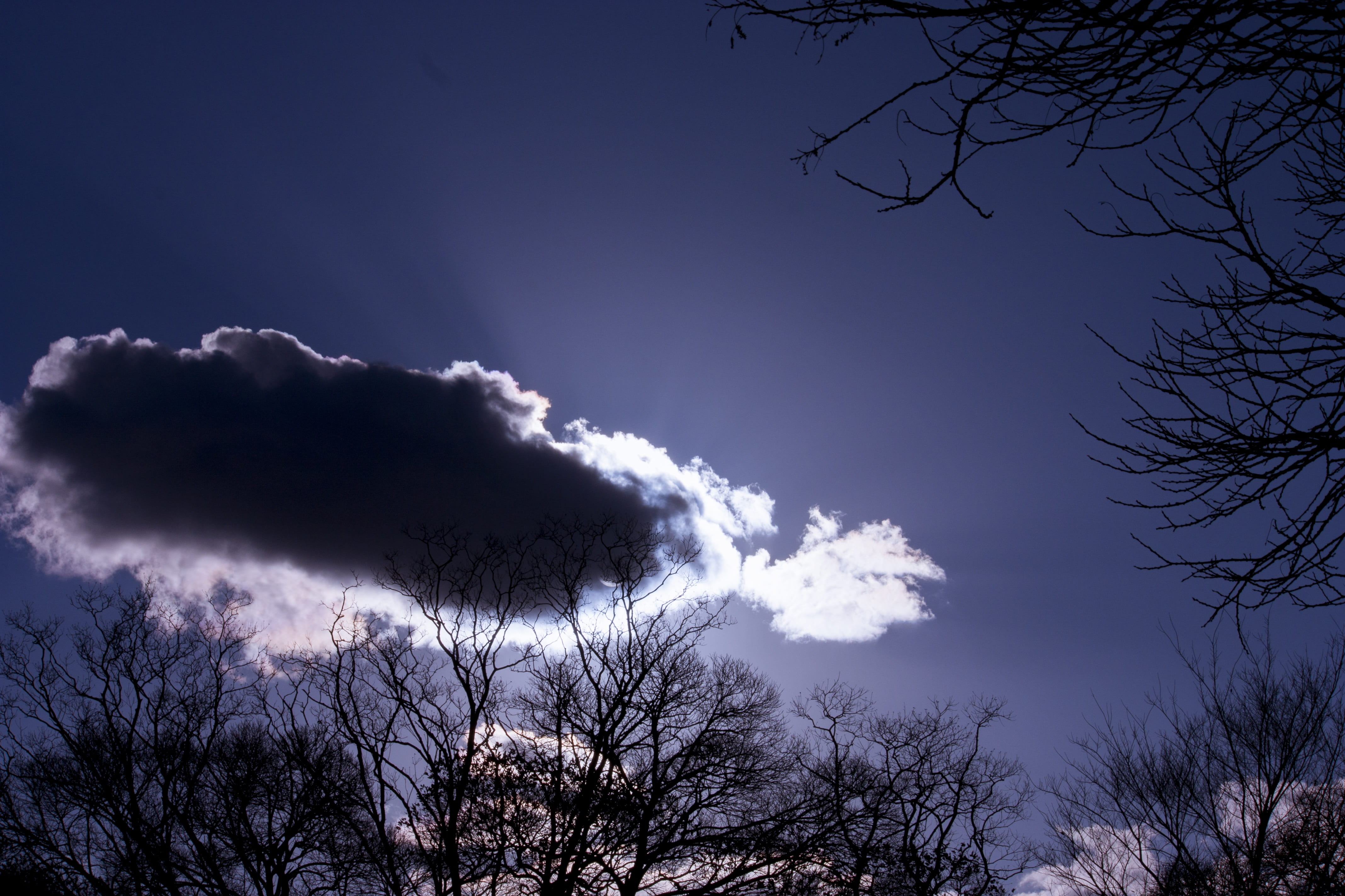 Dynamic, day, non-urban scene, tranquil scene, cloud, silhouette, tree, cloud - sky, decadent, growth, nature, no people, 4K, outdoors, branch, tranquility, HD Wallpaper