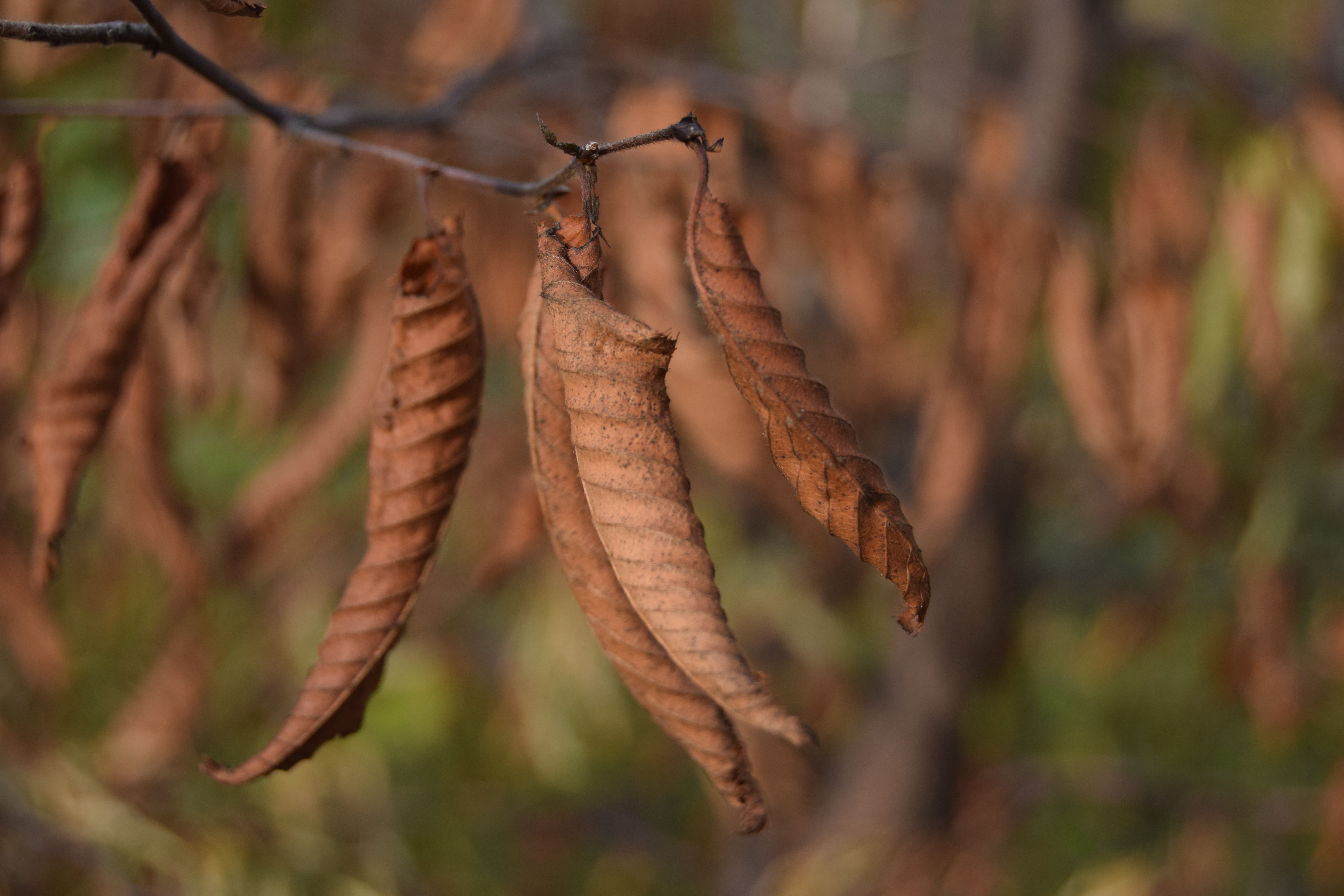 dry leaf, decadence, dry branch, autumn woods, hanging, plant, flora, shallows, renewal, autumn, fall, no people, plant part, dry, change, petiole, leaf, HD Wallpaper