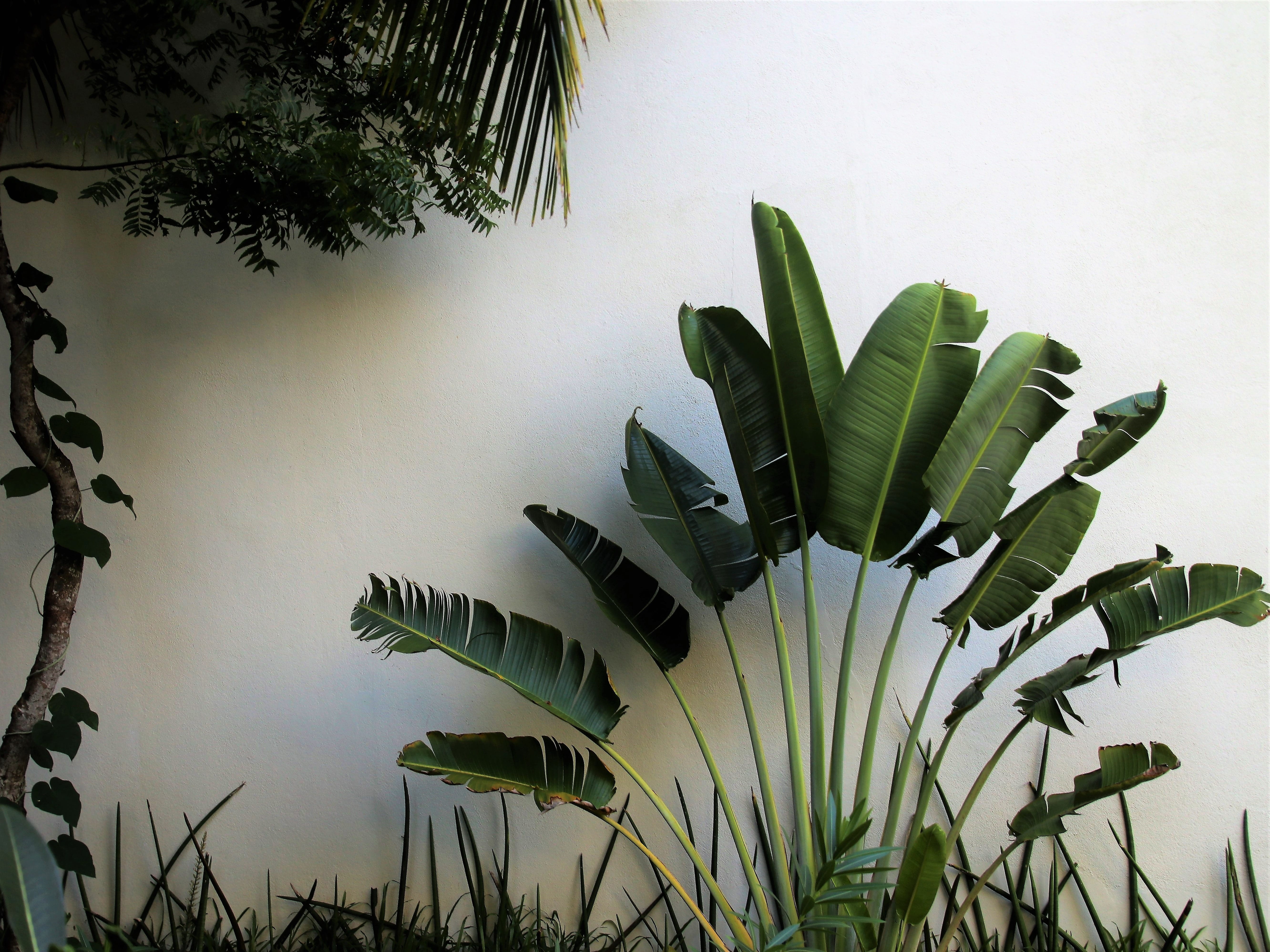holiday, park, range, foliage, color, the background, growth, plant part, the tropical, succulent plant, facade, leaf, tree, leaves, no people, cactus, HD Wallpaper