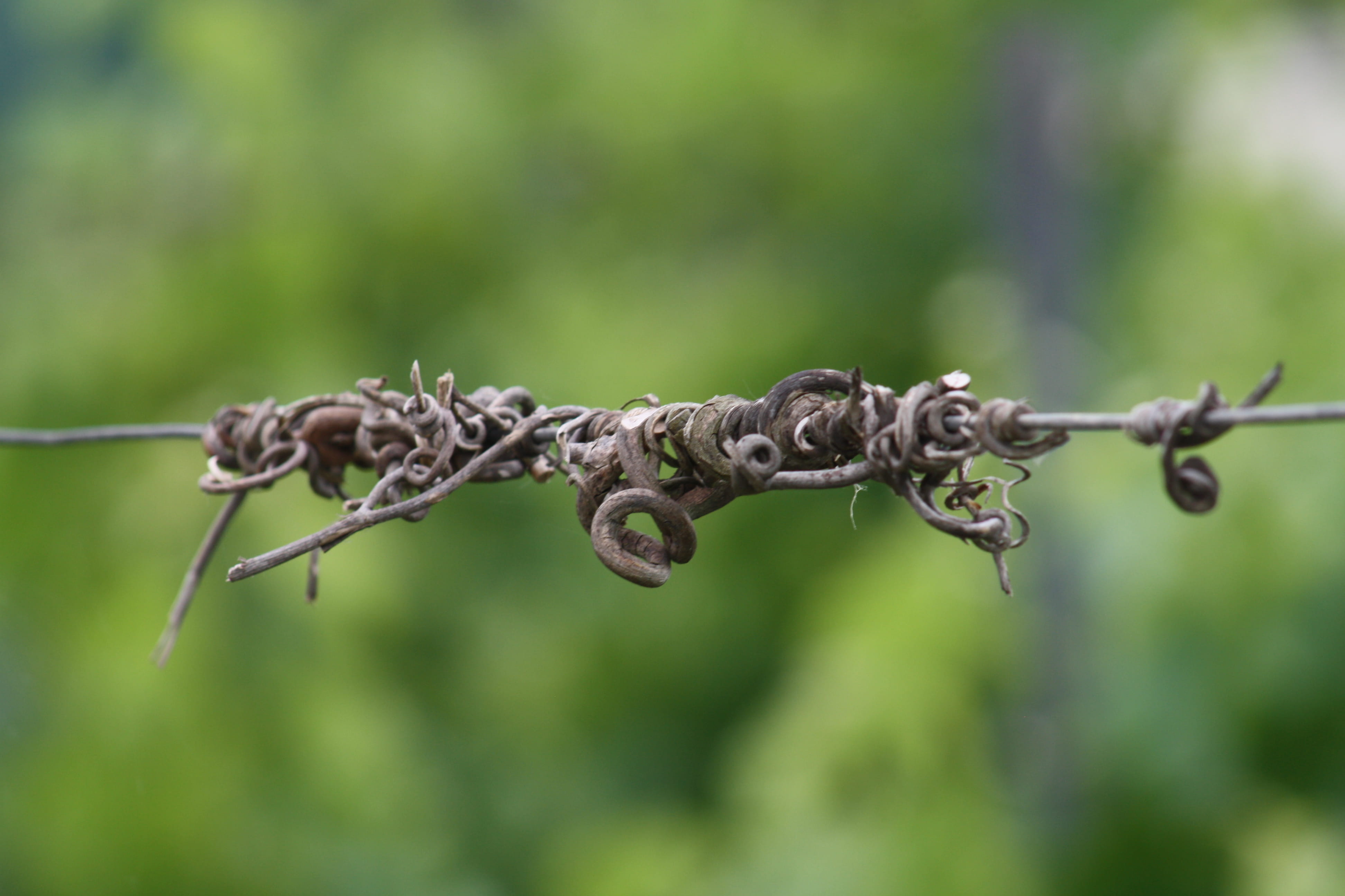 wood, plantas, 4K, security, barbed wire, outdoors, metal, vid, planta, sarmiento, protection, close-up, uvas, vine, boundary, wire, viña, barrier, grapes, HD Wallpaper
