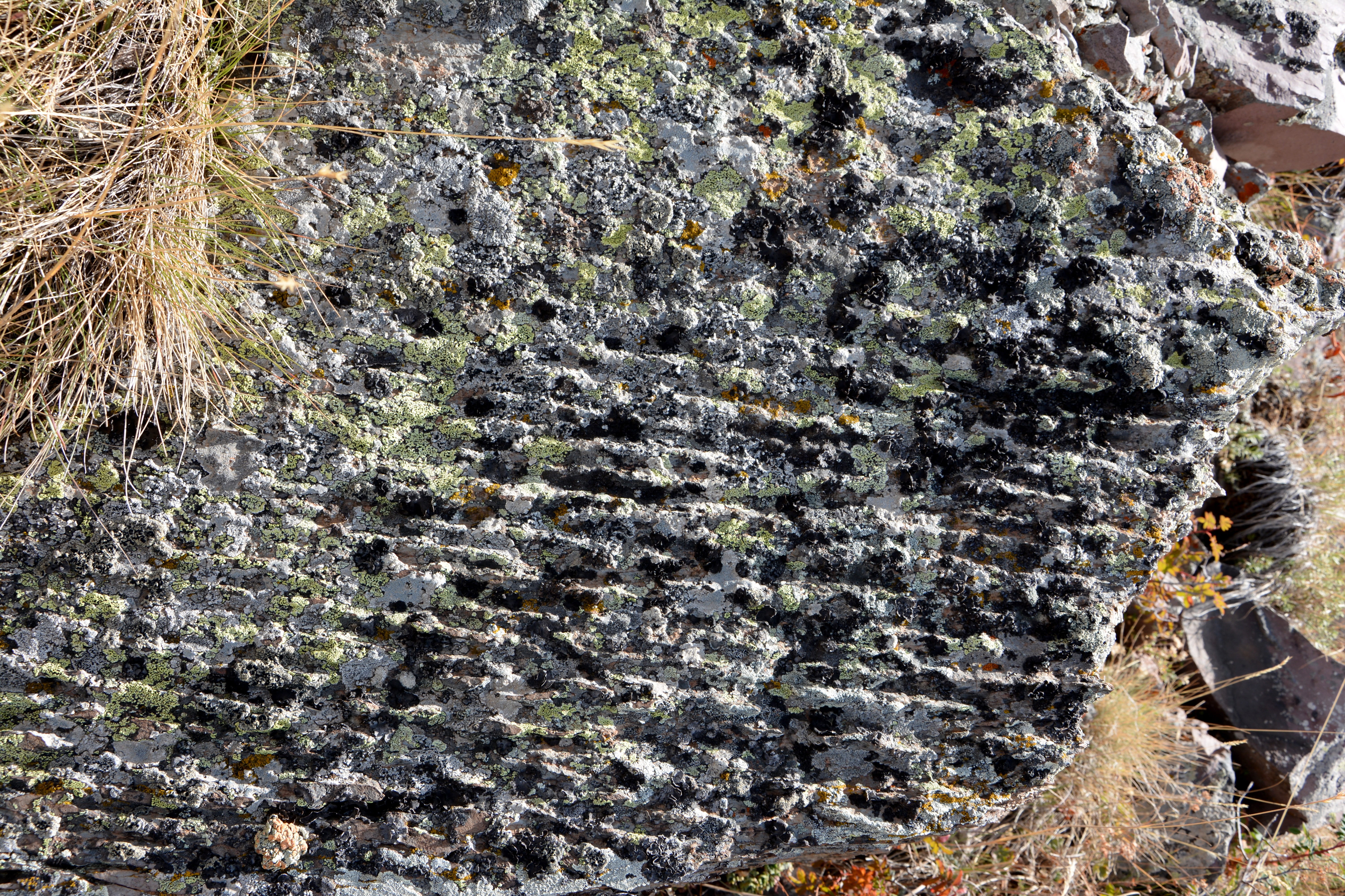 natural stones, tree trunk, moss, rock, nature, macro, rock - object, trunk, stone texture, natural, on, granite, old, close-up, textured, texture, detail, HD Wallpaper