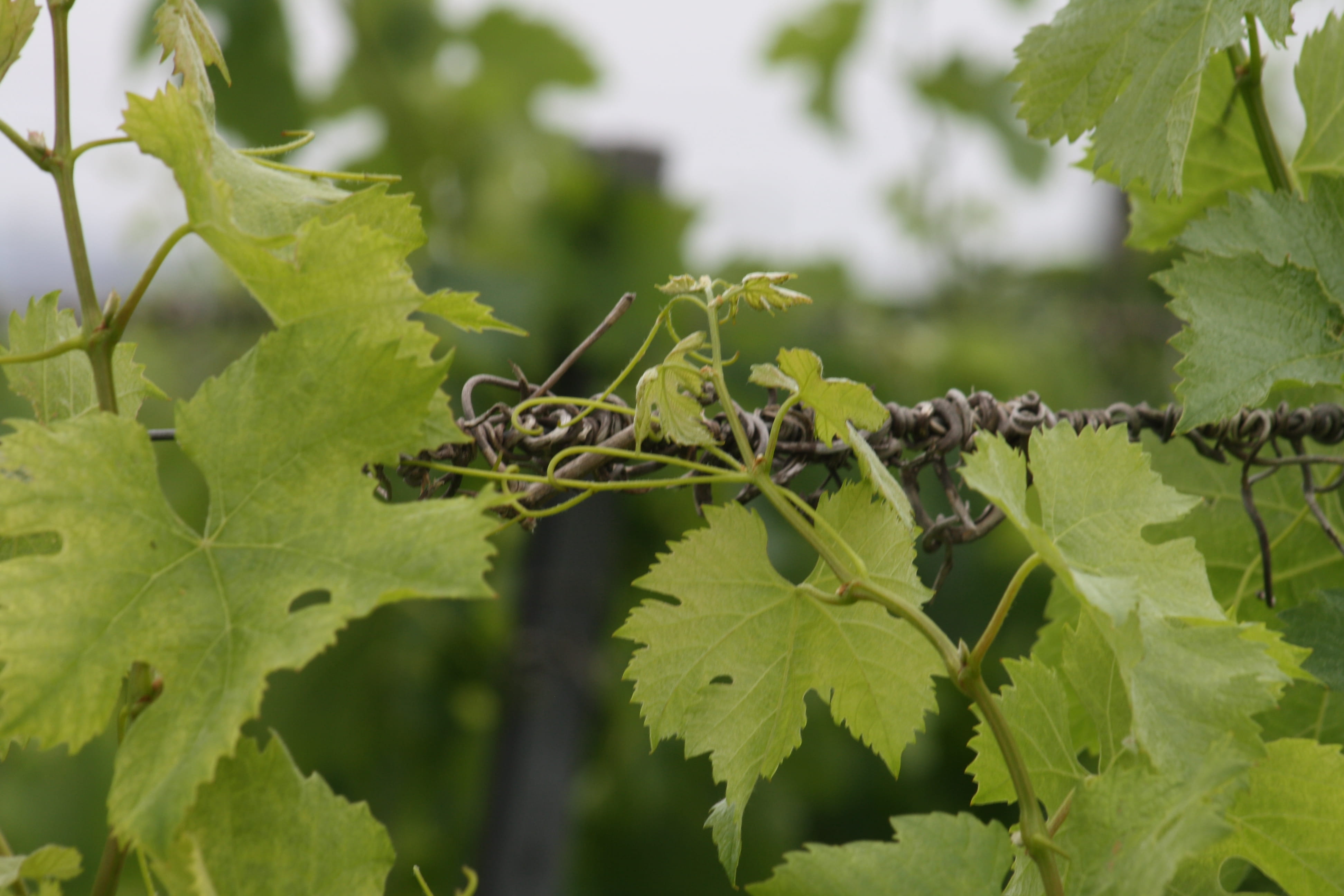bunch, tree, focus on foreground, vine, day, wine shoot, green color, viña, beauty in nature, vineyard, plant part, winemaking, green leaves, no people, HD Wallpaper