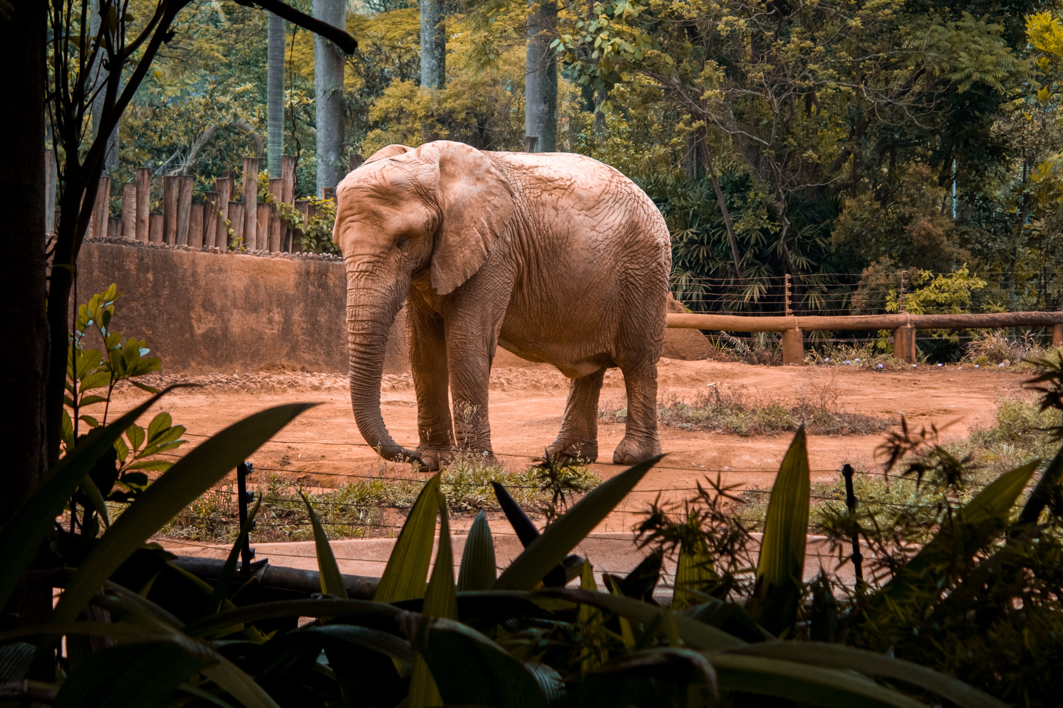 domestic animals, tree, outdoors, mammal, daylight, animal, ivory, land, wildlife, elephant, elephant trunk, plant, animals in captivity, grass, brown, HD Wallpaper