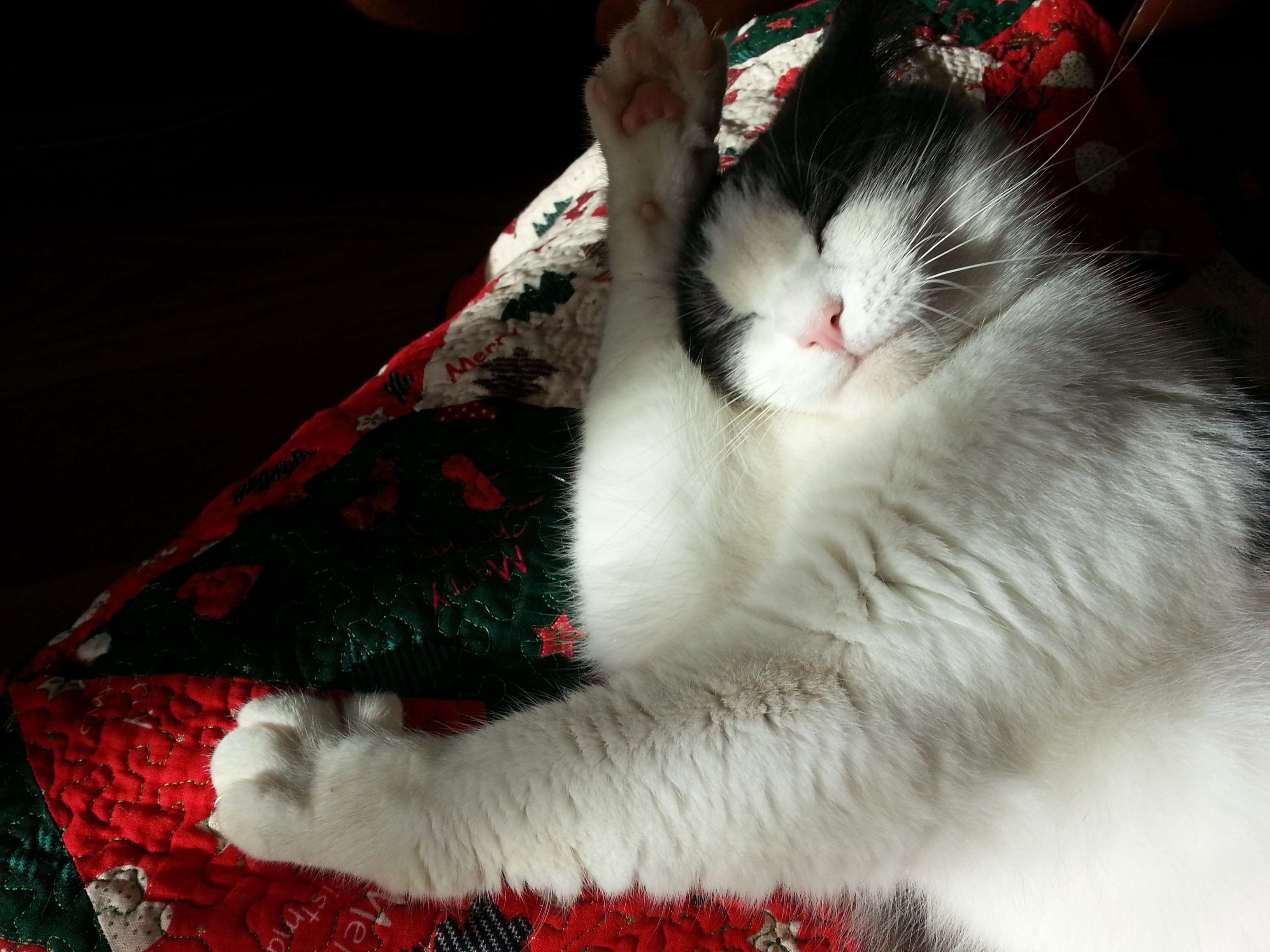 one animal, feline, no people, washing, domestic, hygiene, paw, cat, resting, white color, adorable, eyes closed, lick, wash, whisker, care, kitten, vertebrate, HD Wallpaper