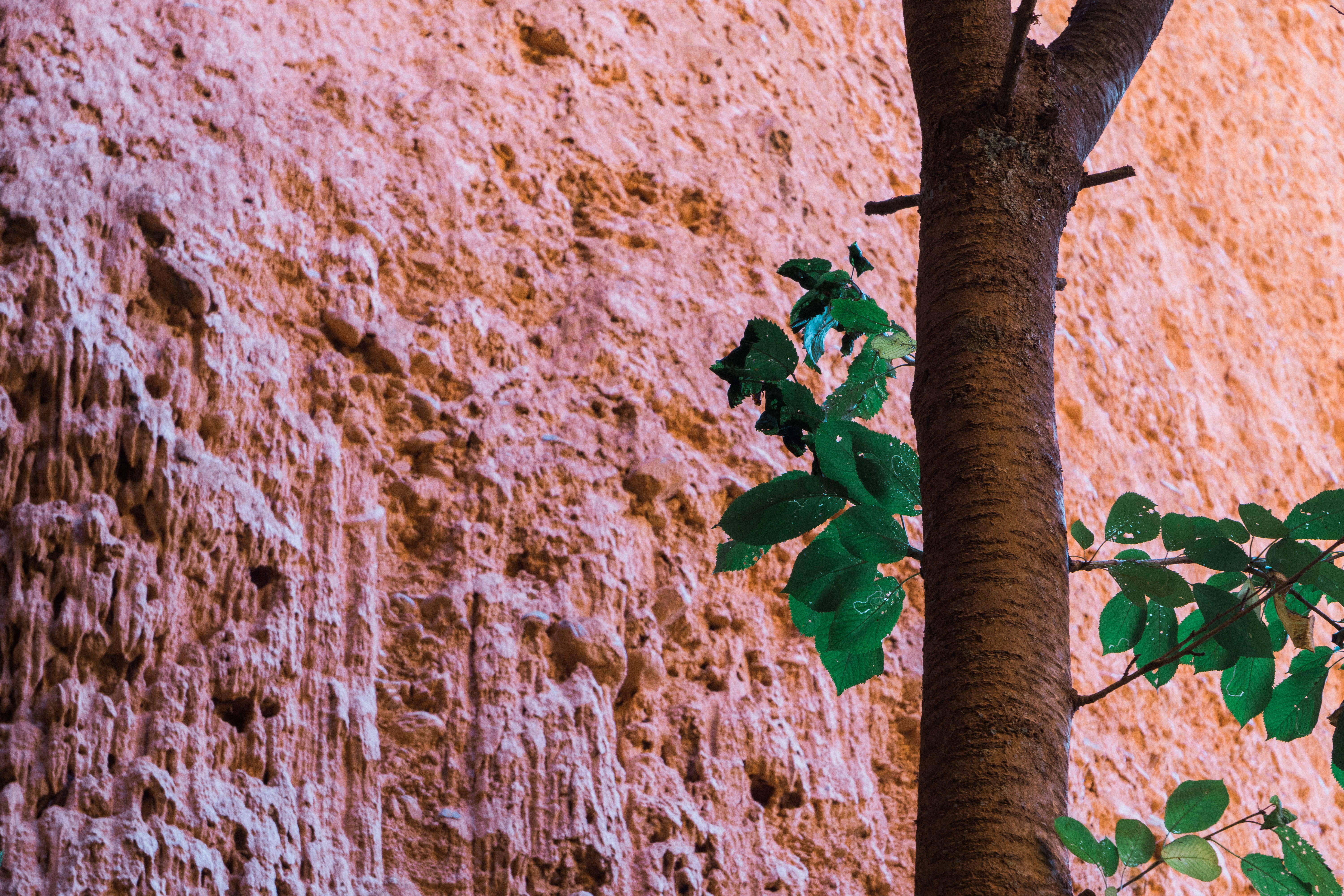 rough, beauty in nature, outdoors, stone wall, history, tree trunk, tree, wall - building feature, textured, red, architecture, close-up, landscape, rojo, HD Wallpaper