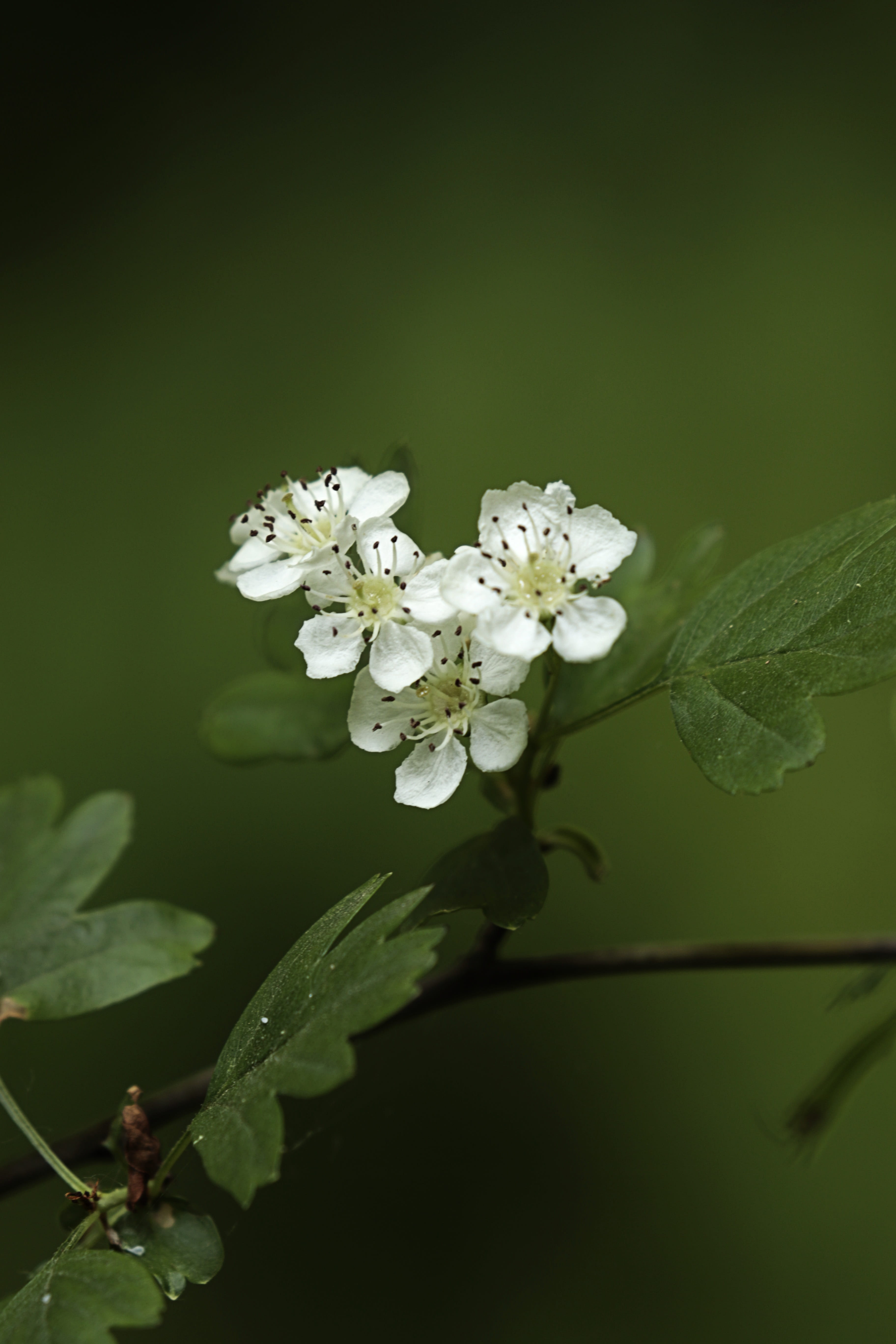 close-up, hawthorn, beauty in nature, flowers, inflorescence, petal, plant part, springtime, flowering plant, white color, flower, day, pollen, green color, Phone HD Wallpaper