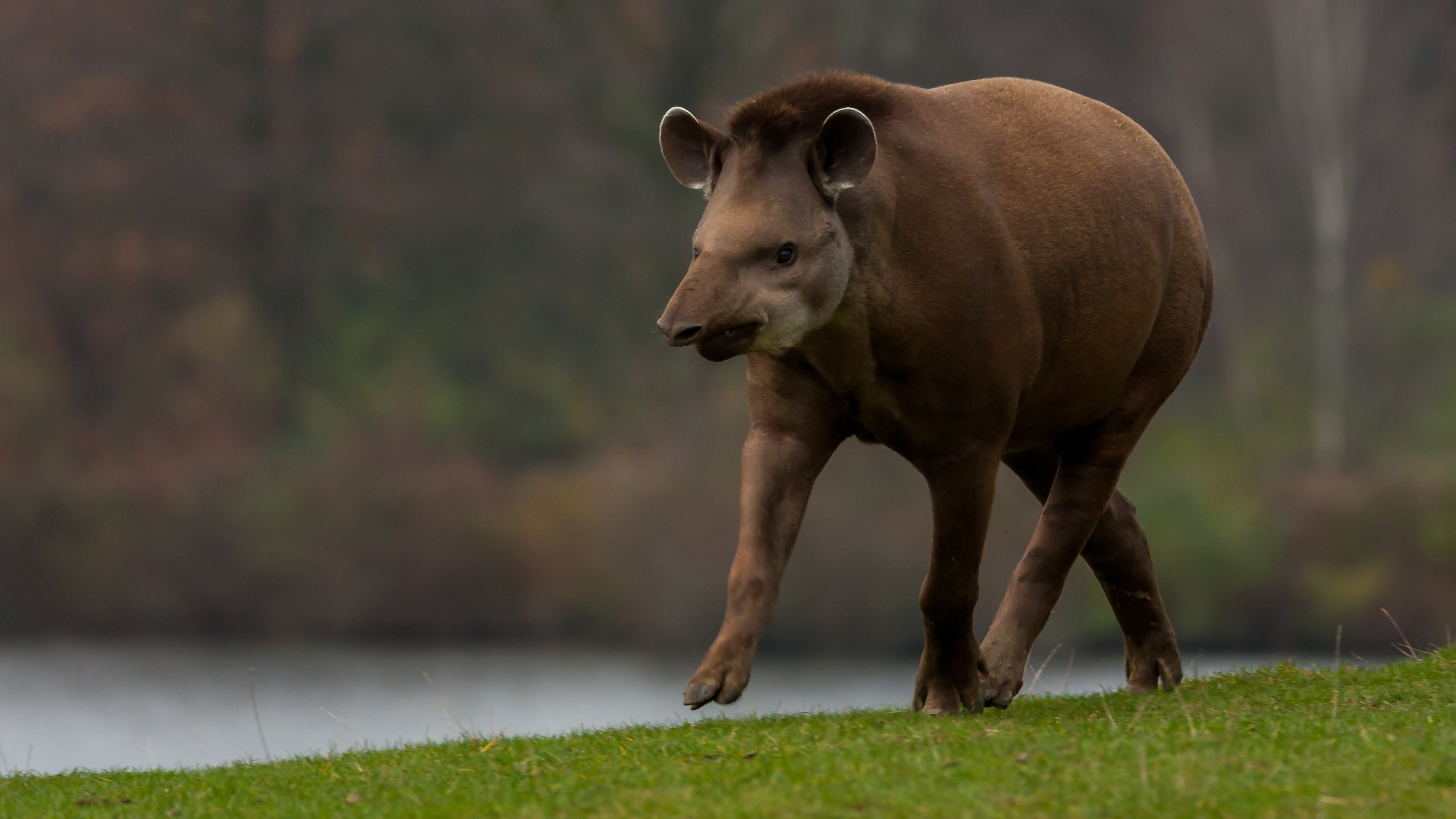 bairds tapir, tapir, grass, animals, 4K, HD Wallpaper