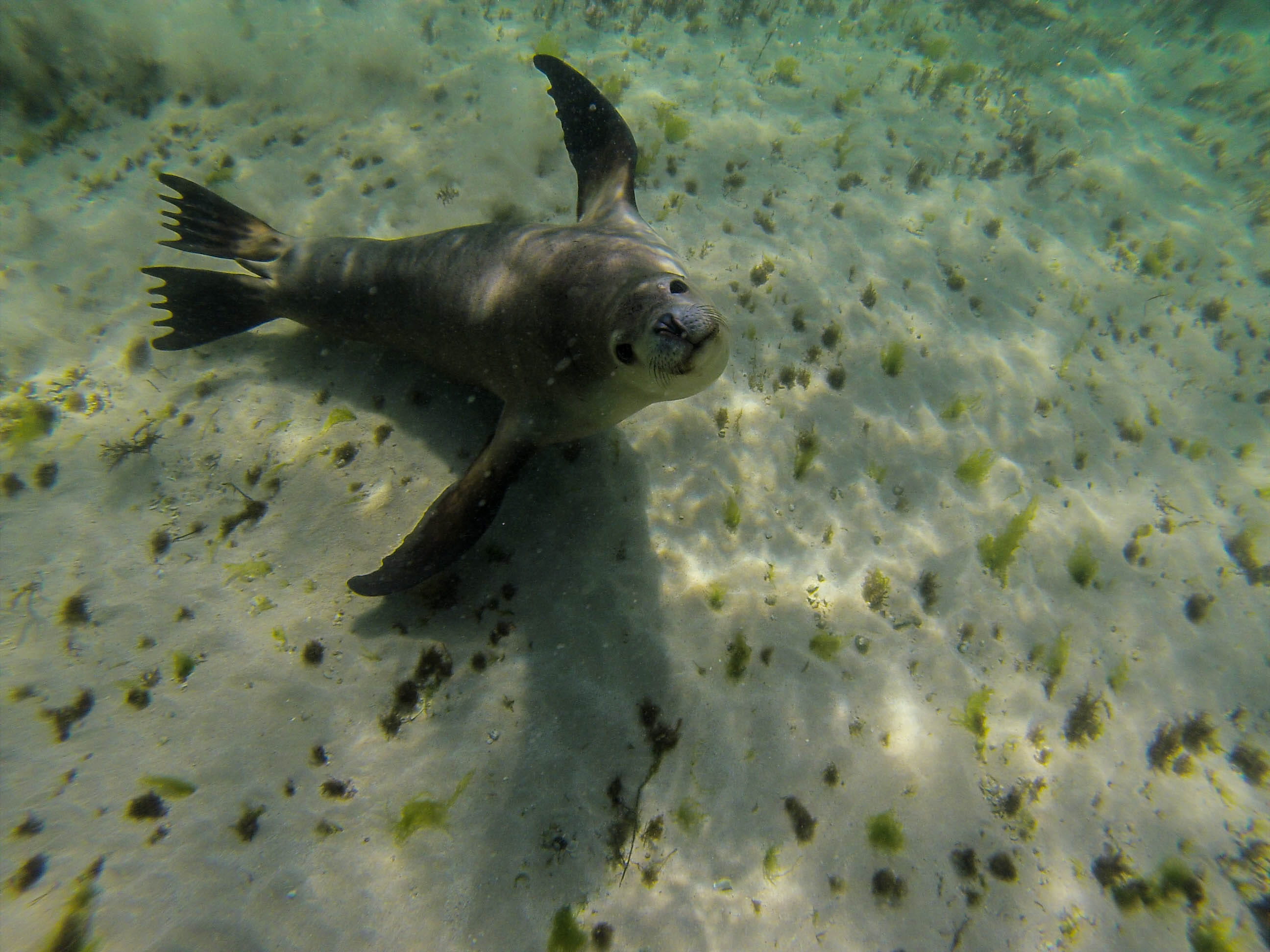 sea, no people, day, underwater, 2K, australia, baird bay, seal, land, one animal, animal themes, ocean, mammal, sea lion, nature, sand, vertebrate, animal wildlife, HD Wallpaper