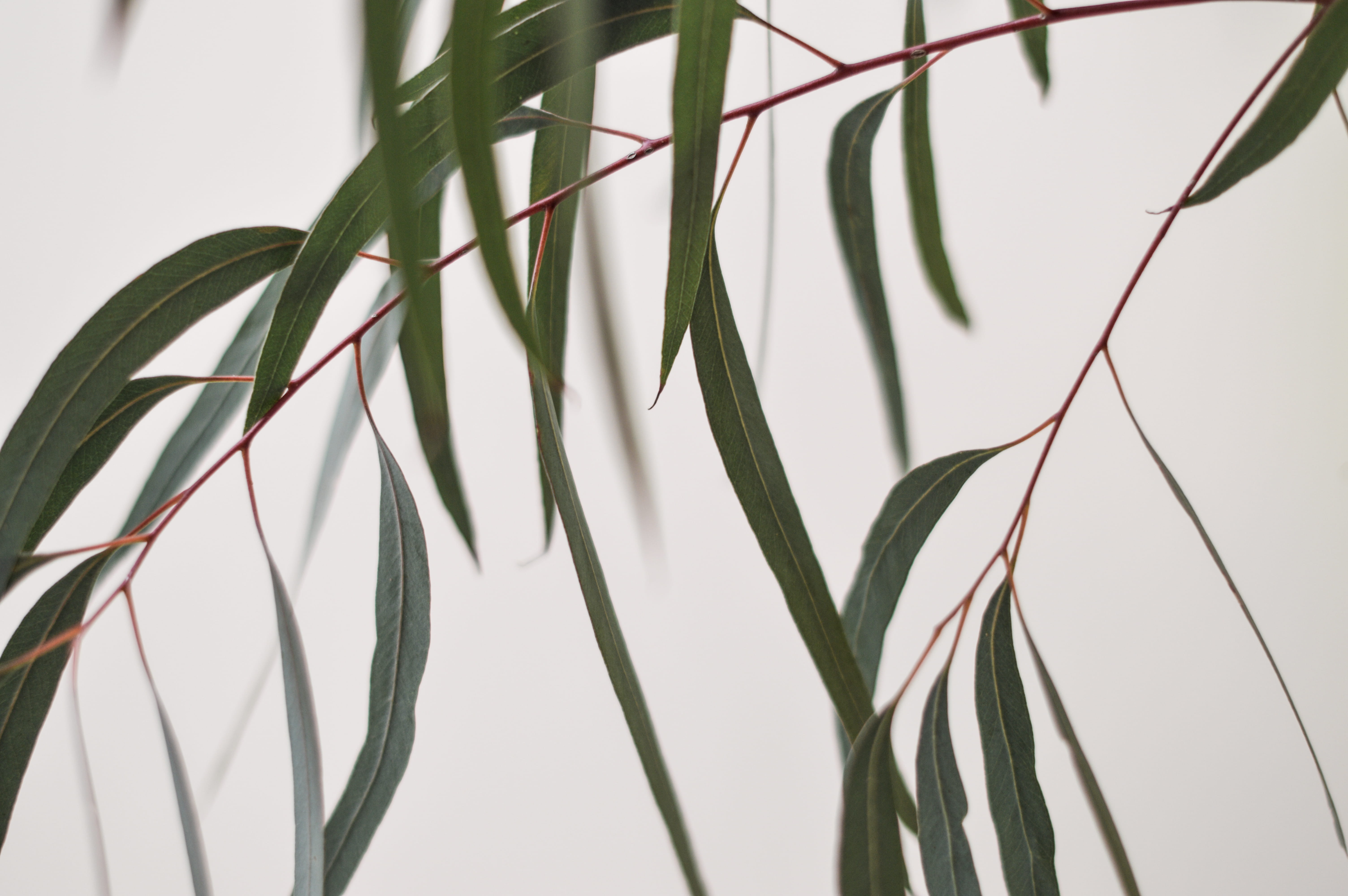botany, focus on foreground, bird, blade of grass, leaf, silhouette, clean, blossom, day, no people, nature, green, london, outdoors, leafed, beauty in nature, HD Wallpaper