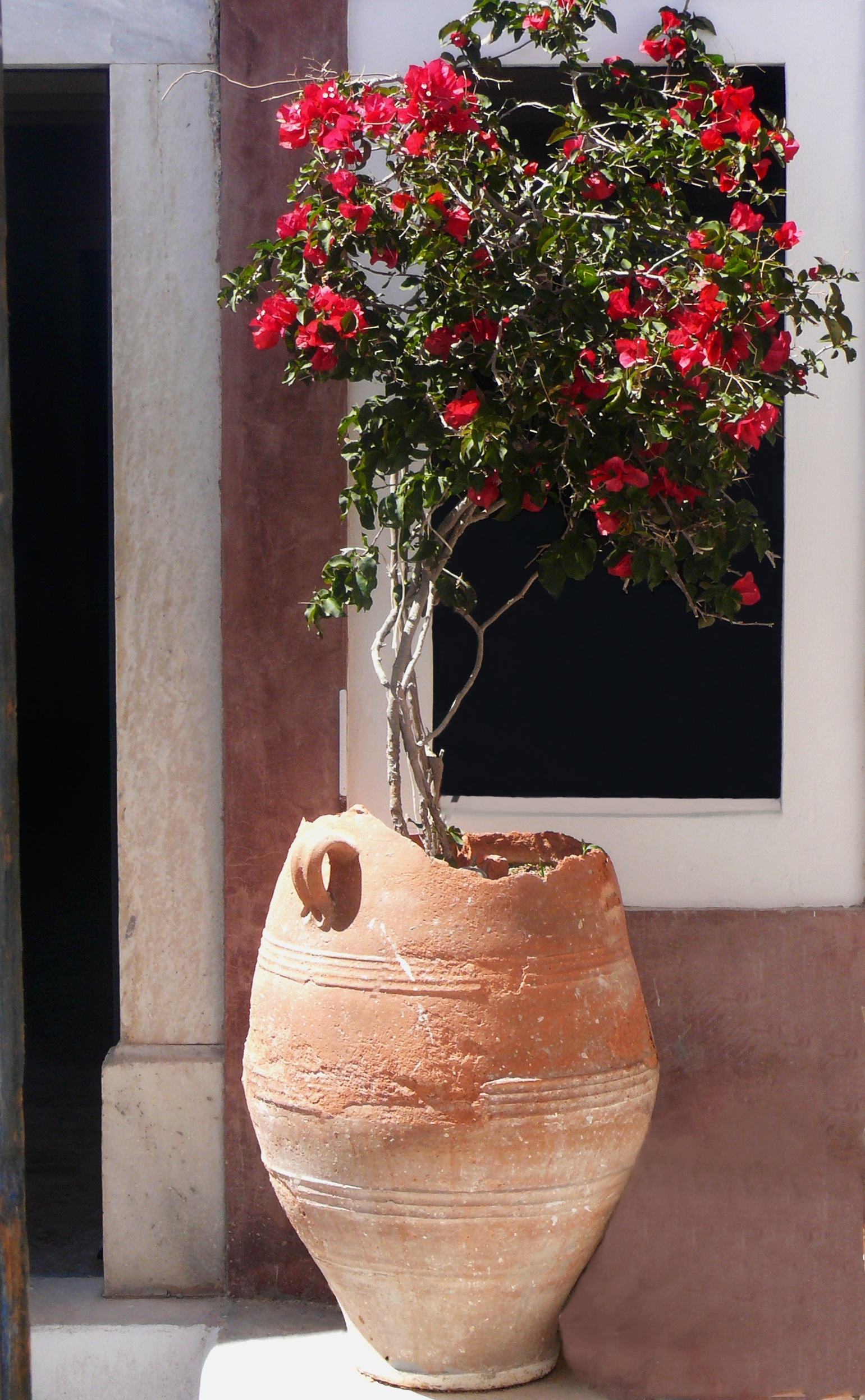 flower pot, greece, no people, growth, tree, potted plant, mediterranean, vulnerability, caldera, flower, island, nature, aeolian island, vase, beauty in nature, Phone HD Wallpaper