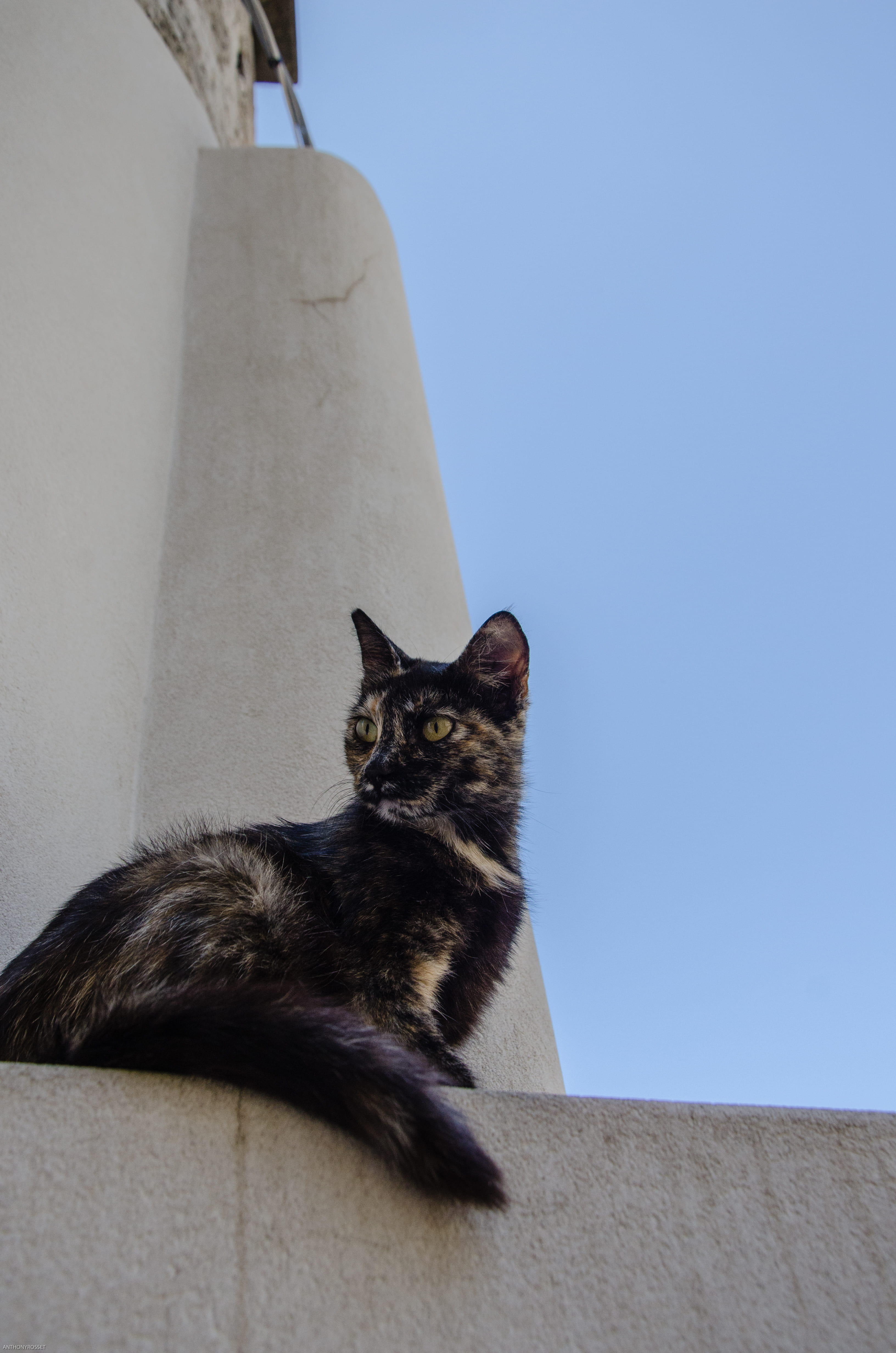 animal, wall - building feature, cat, 4K, day, pets, animal themes, vertebrate, italy, feline, sky, whisker, sicily, architecture, no people, mammal, wall, Phone HD Wallpaper