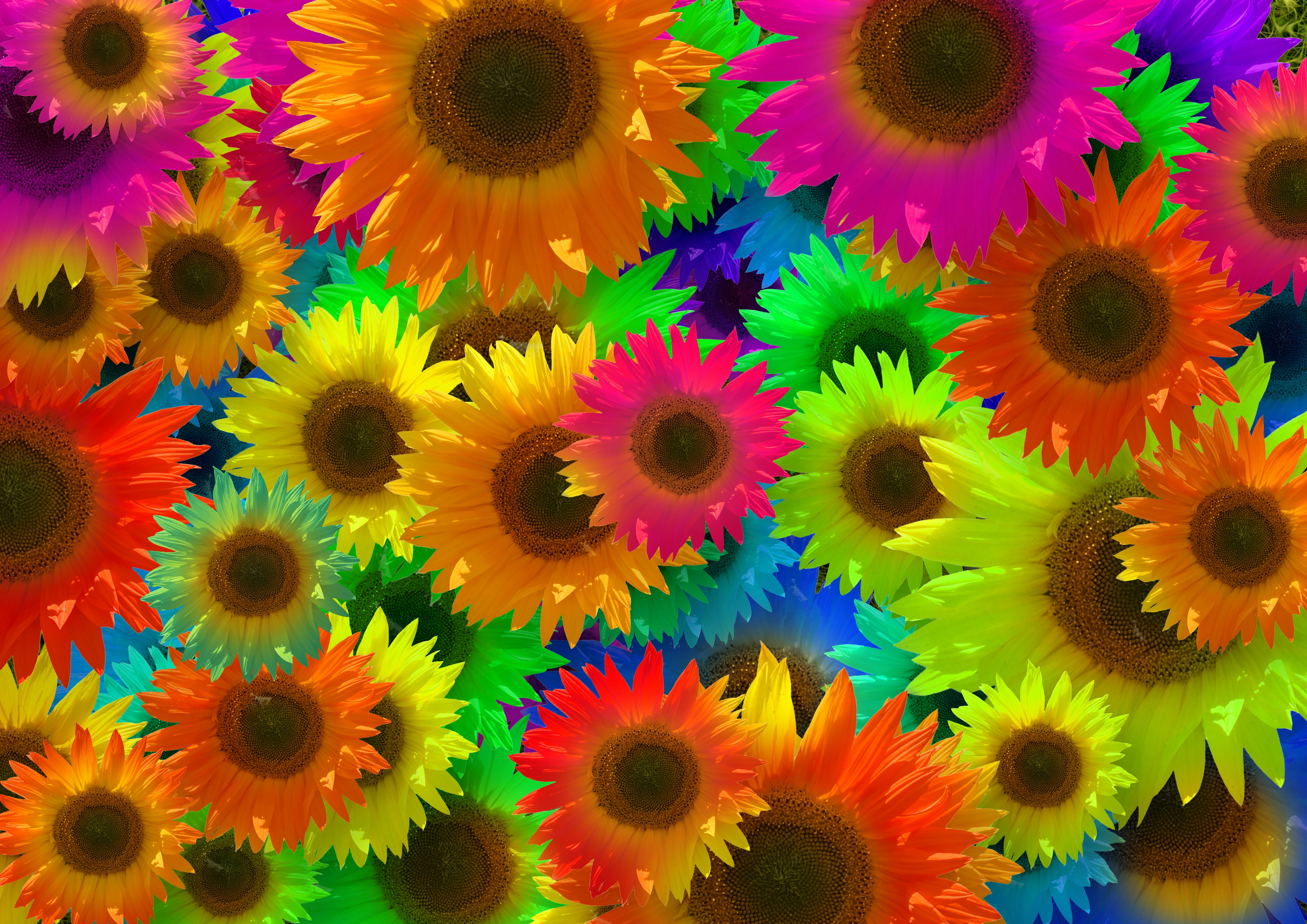 beauty in nature, backgrounds, popart, multi colored, colorful, blossom, vulnerability, flowers, choice, freshness, bloom, growth, background, HD Wallpaper