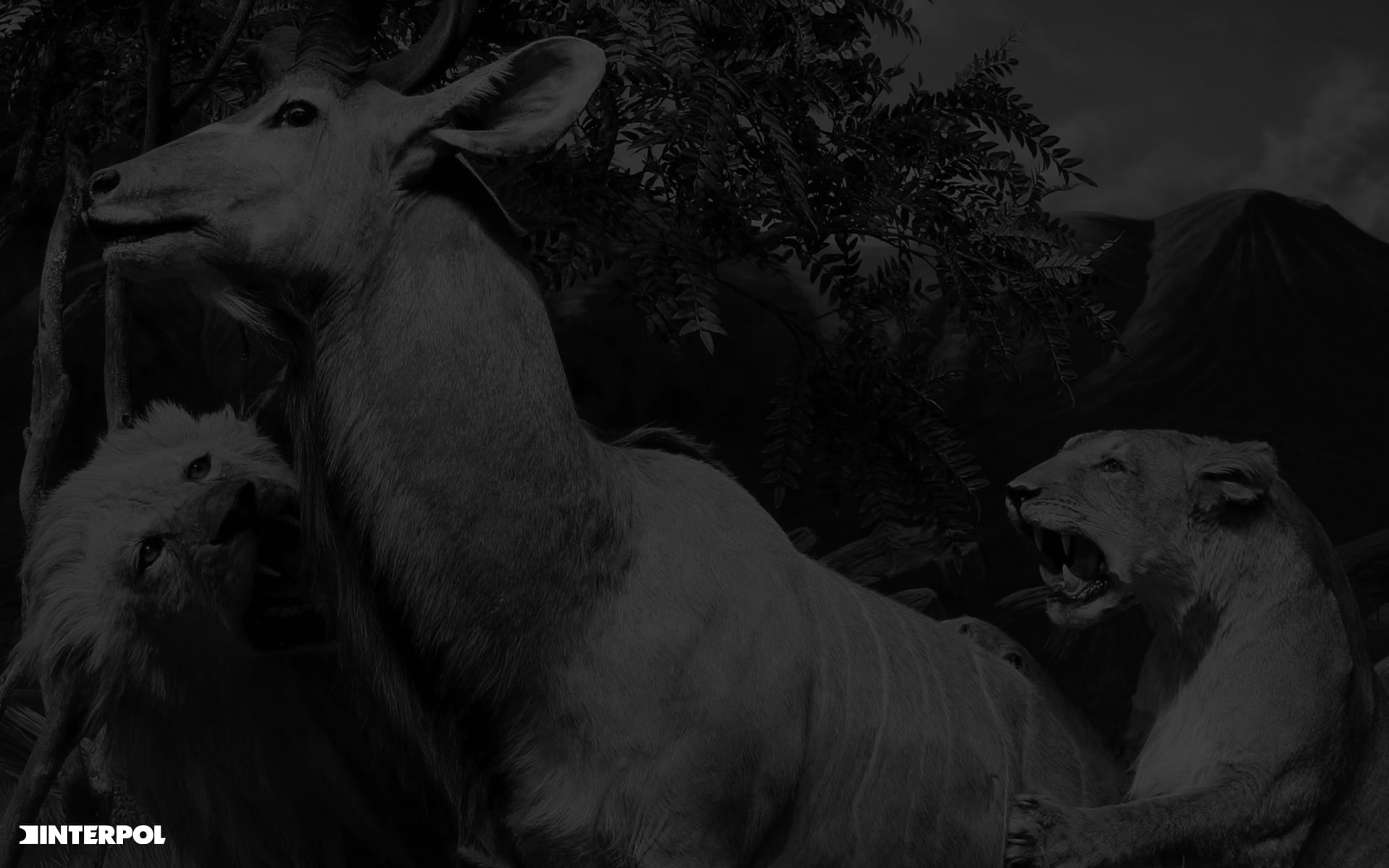 plant, 1080P, domestic, two animals, Interpol, land, outdoors, tree, mammal, monochrome, animal, animal themes, low angle view, field, livestock, nature, HD Wallpaper