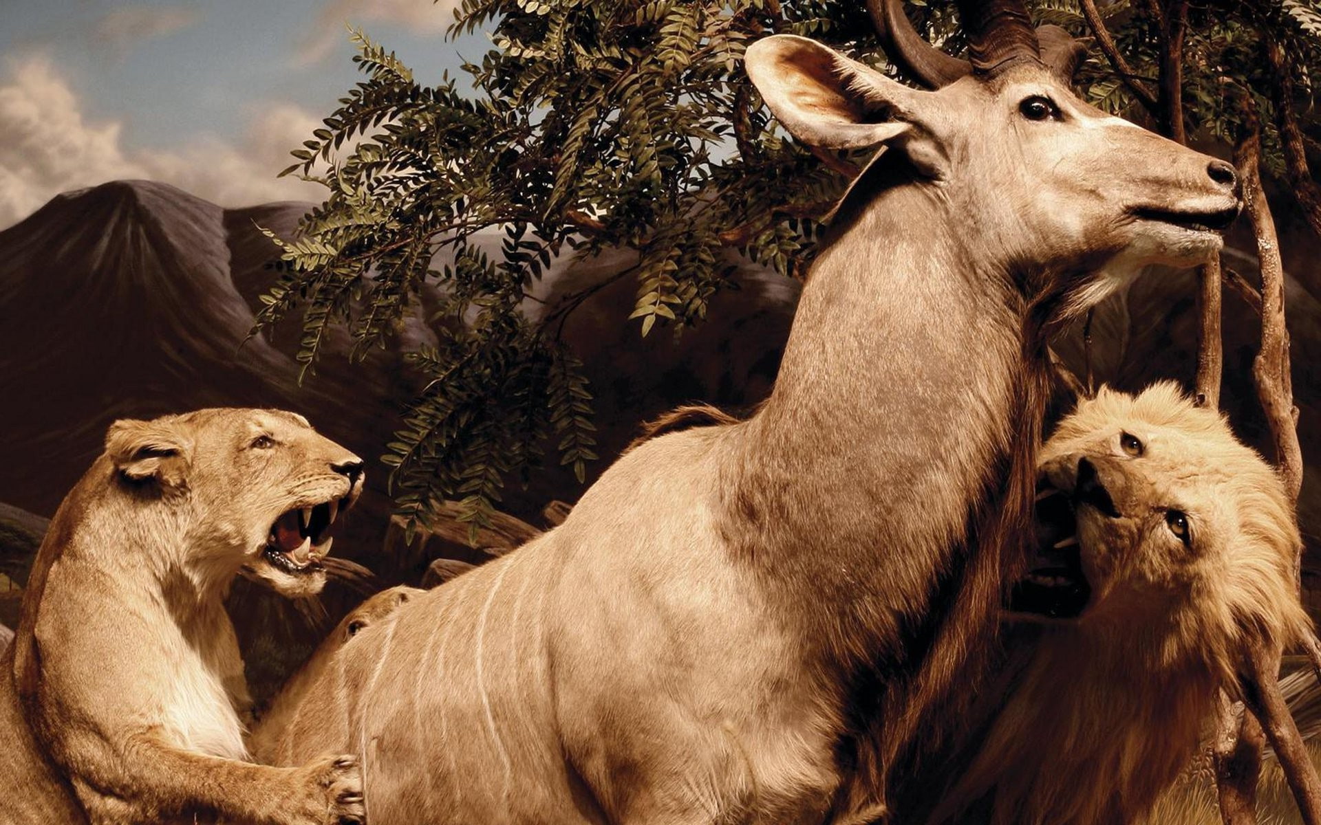 animal body part, 1080P, mammal, plant, two animals, nature, tree, domestic animals, animal family, outdoors, music interpol album covers animals, animals in the wild, HD Wallpaper