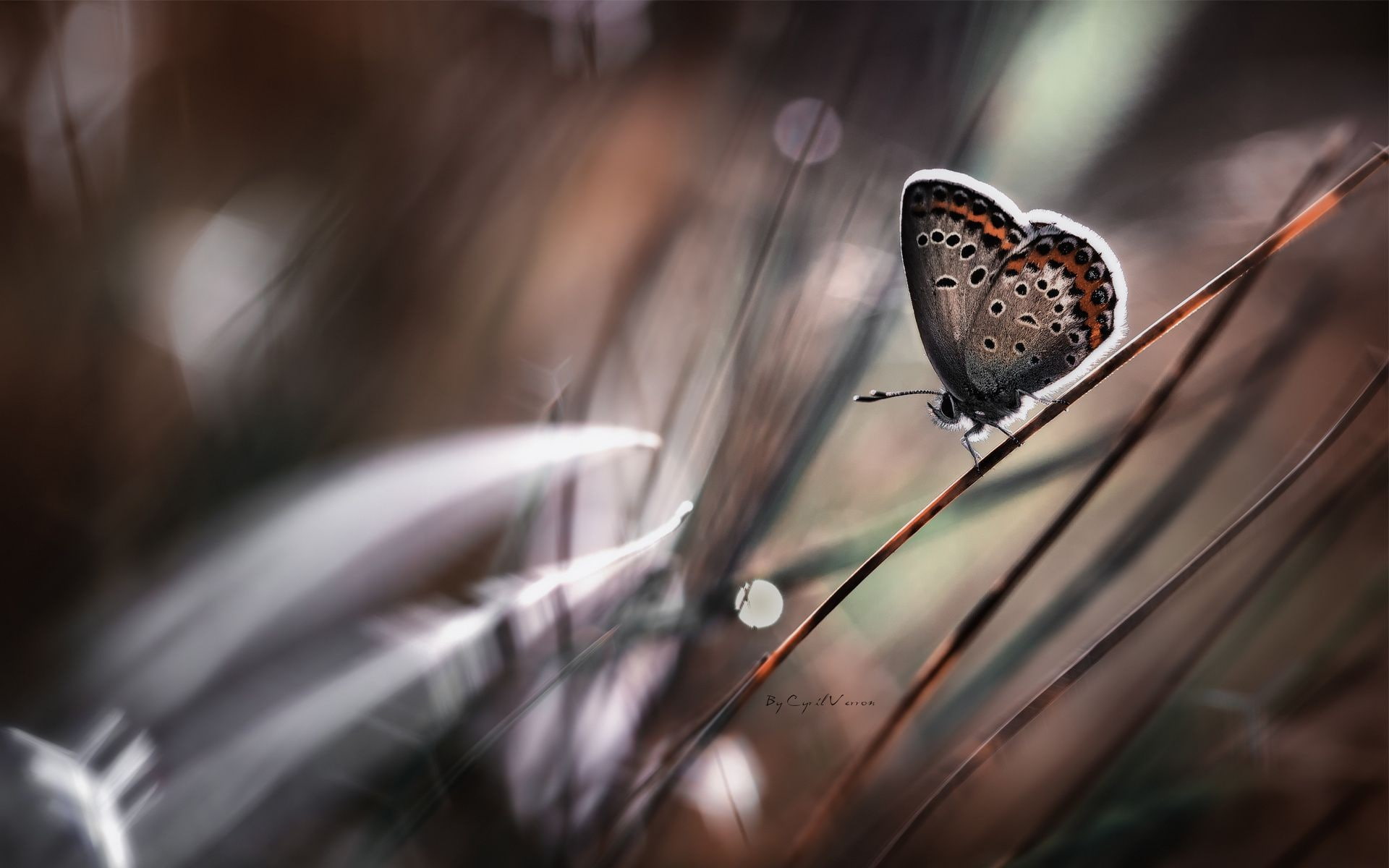 butterfly, macro, animals, 1080P, nature, insect, flowers, HD Wallpaper